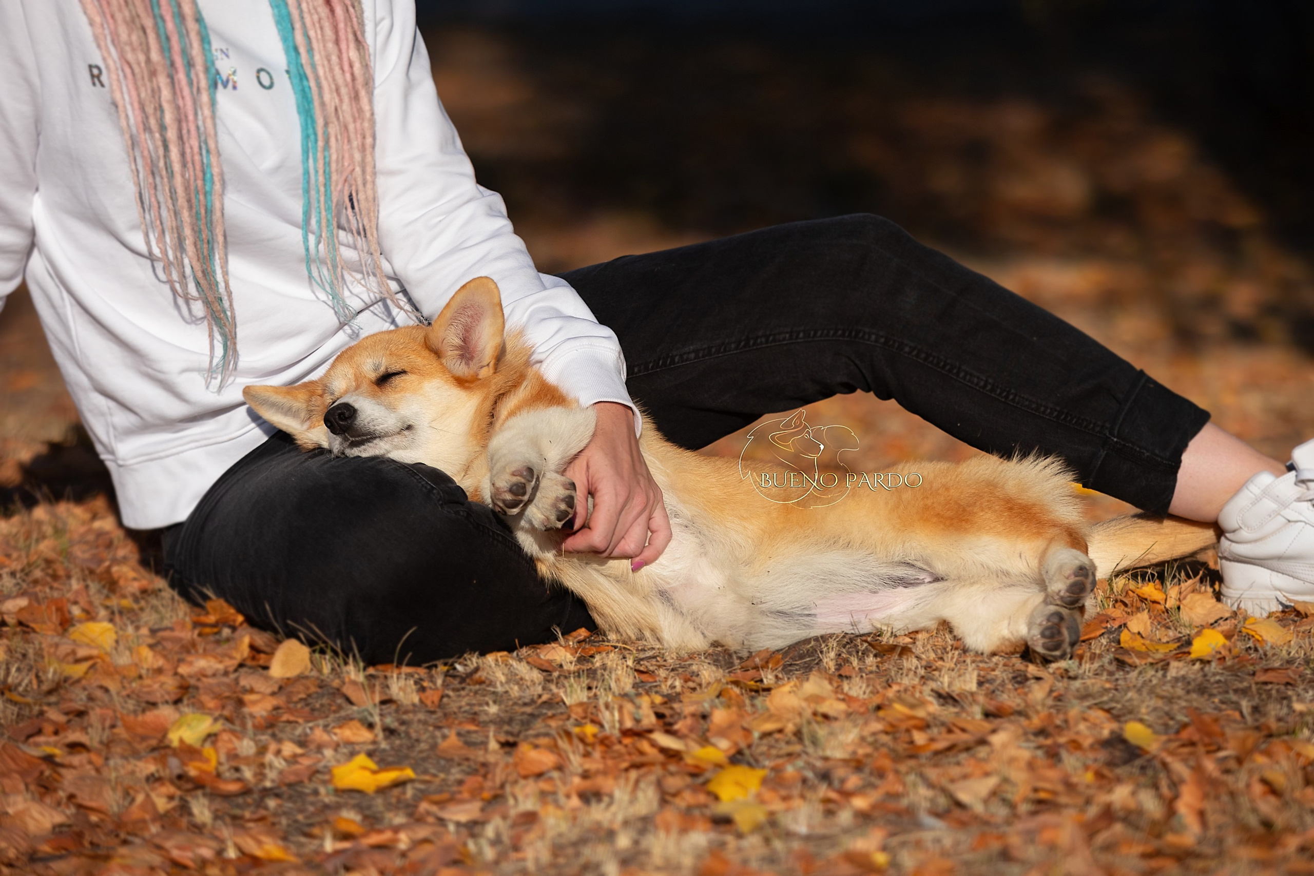 Щенки вельш корги пемброк из питомника. Питомник собак Акита, Хаски, Корги