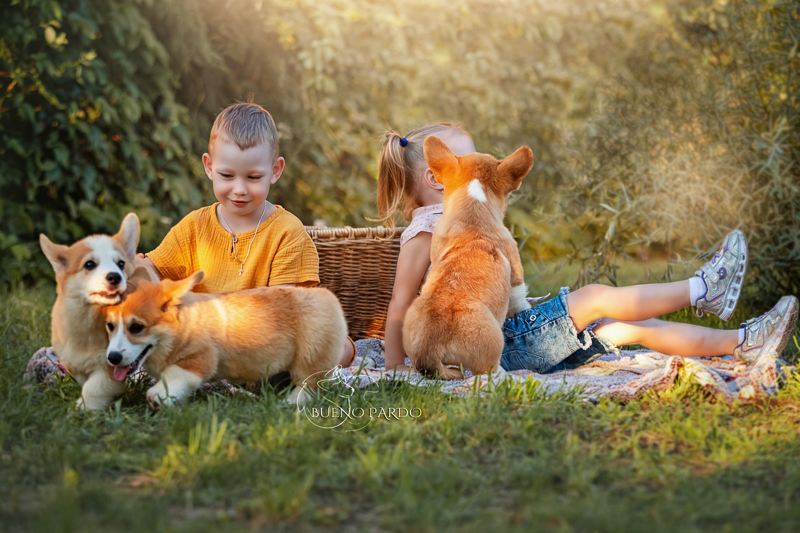 Щенки вельш корги пемброк из питомника. Питомник собак Акита, Хаски, Корги