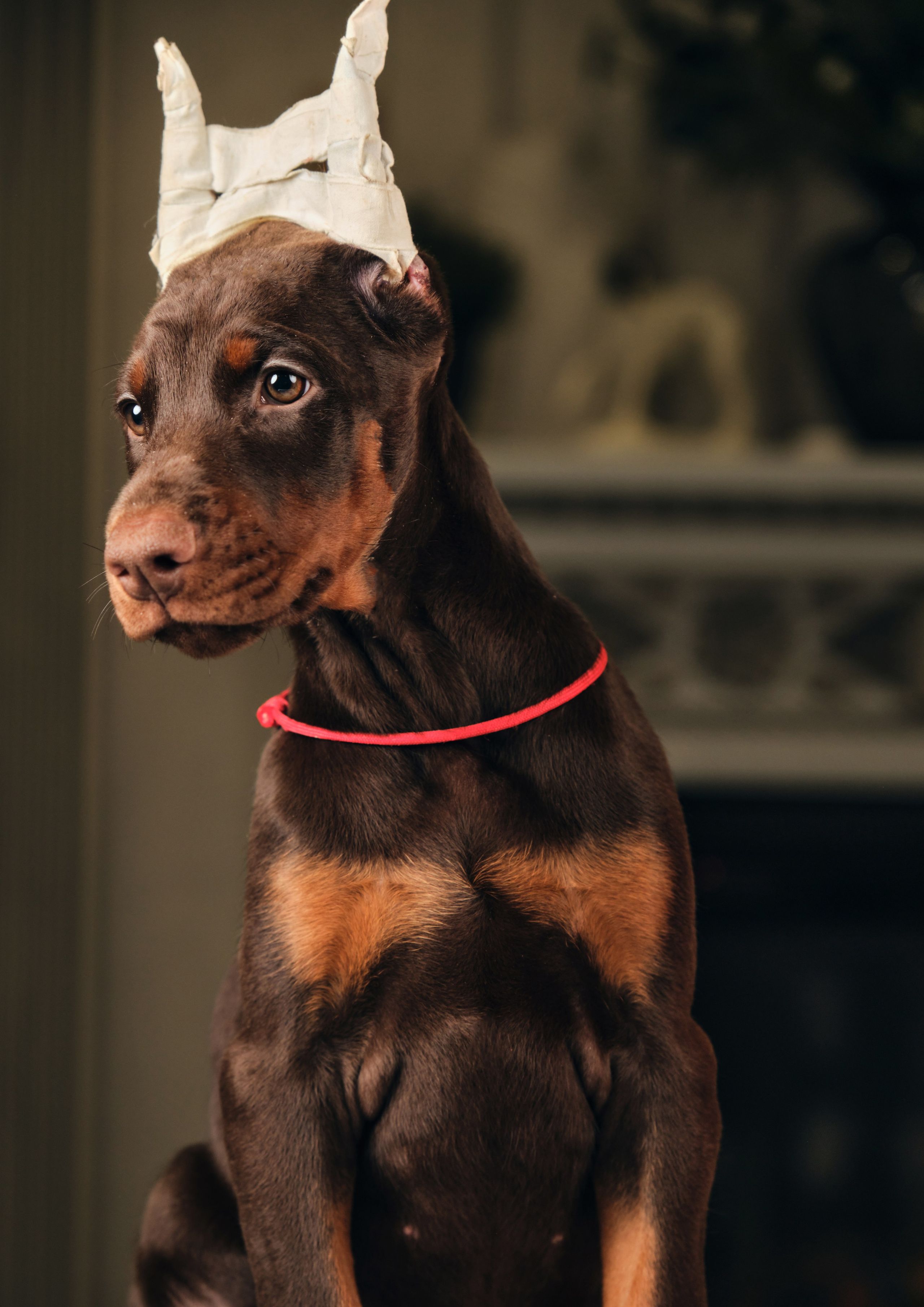 Фотограф животных в Москве и московской области. Профессиональный фотограф в Москве — Максим Дьяконов