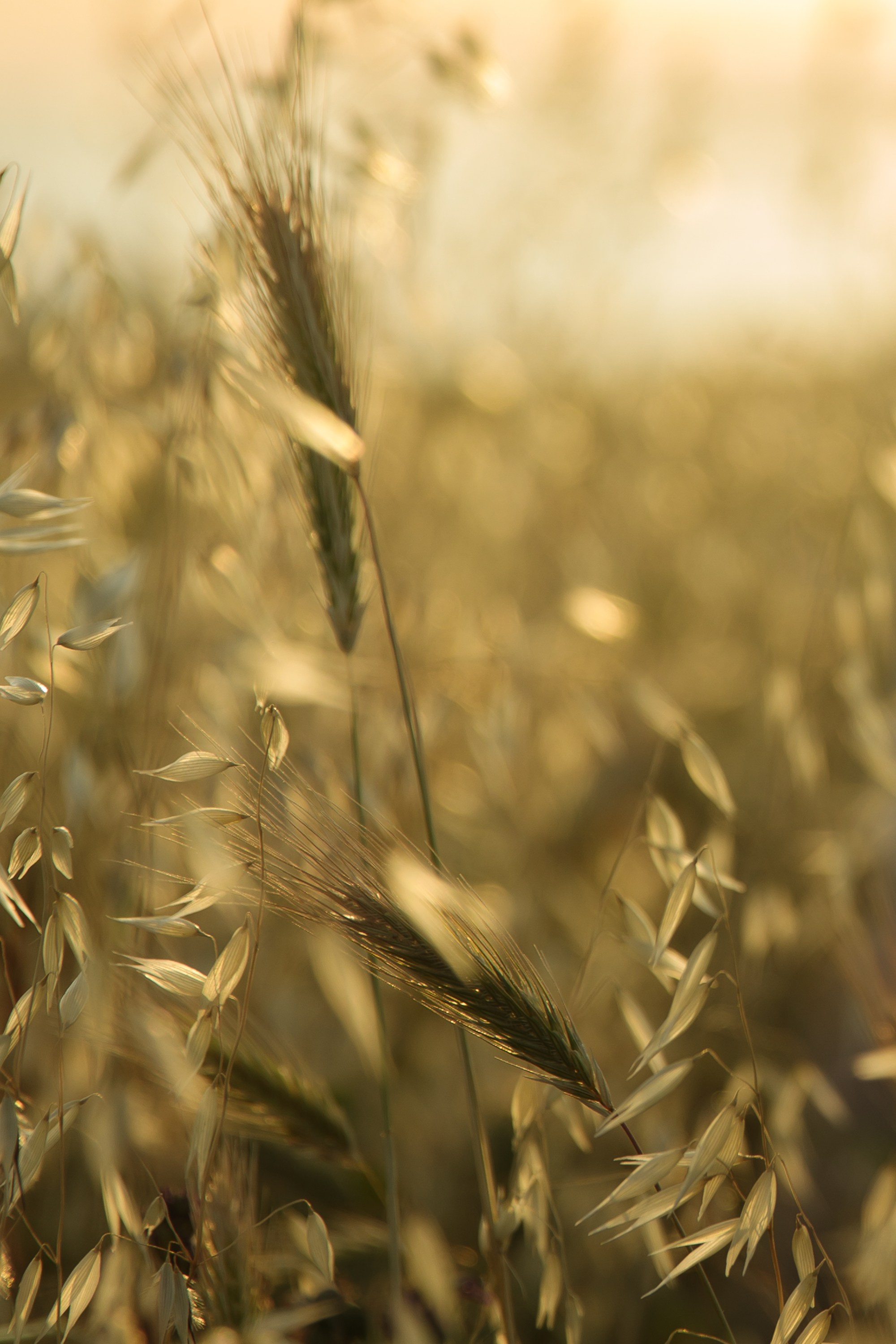 Фотосессия на море Геленджик. Свадебный фотограф в Геленджике Мария Четверикова