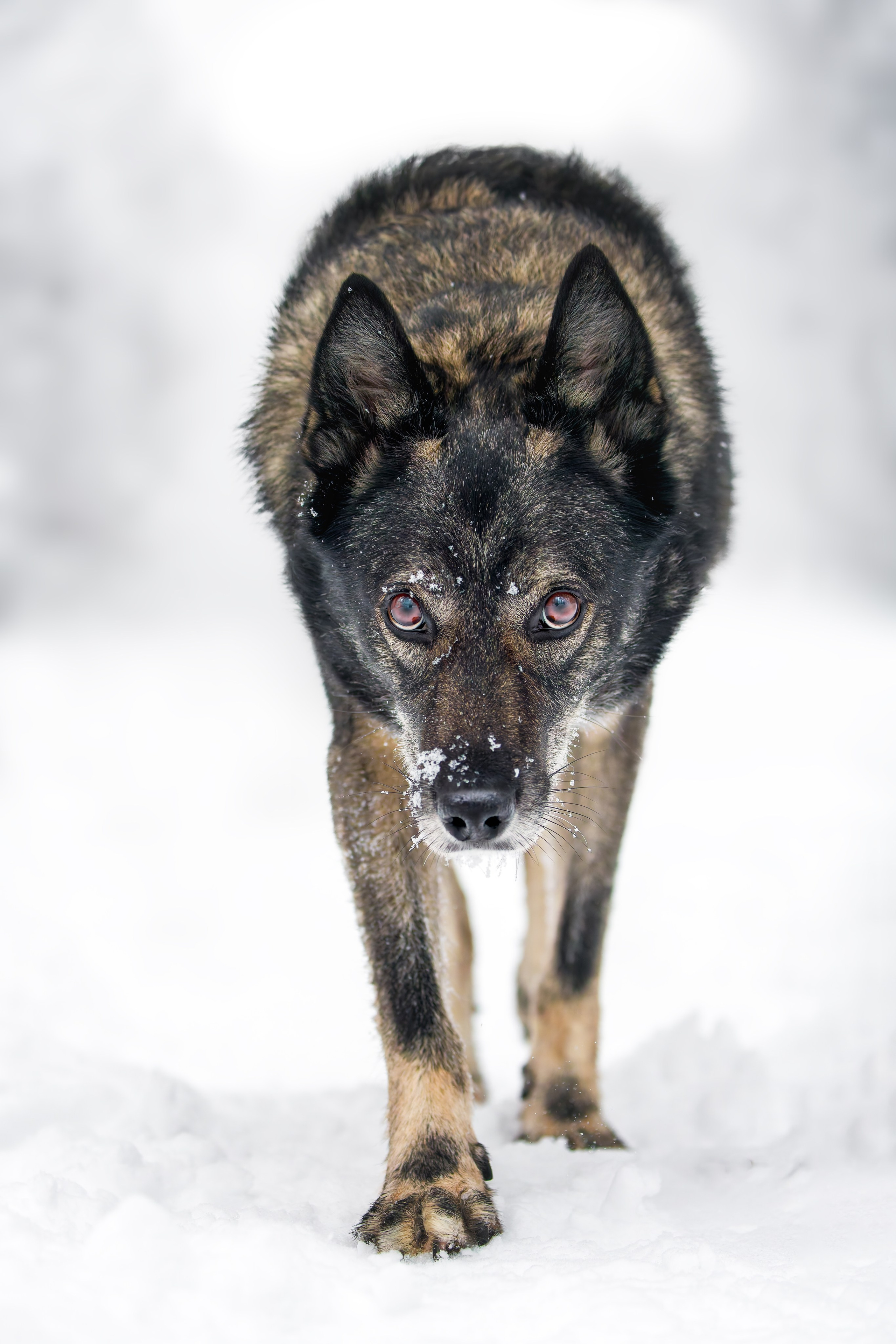 Собаки. Портреты. Irenephoto.ru