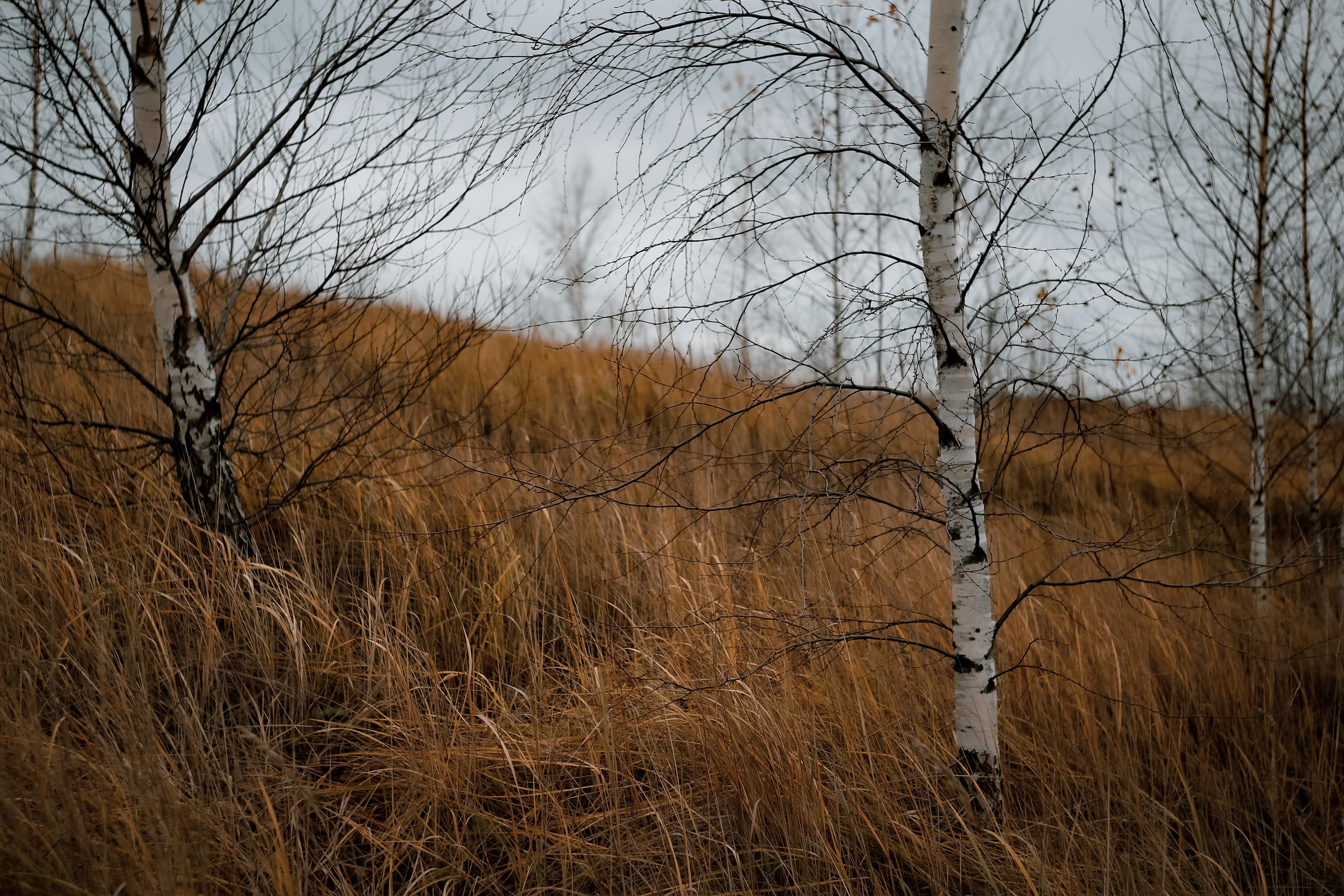 Ноябрь 2022. Efremovaphoto.ru