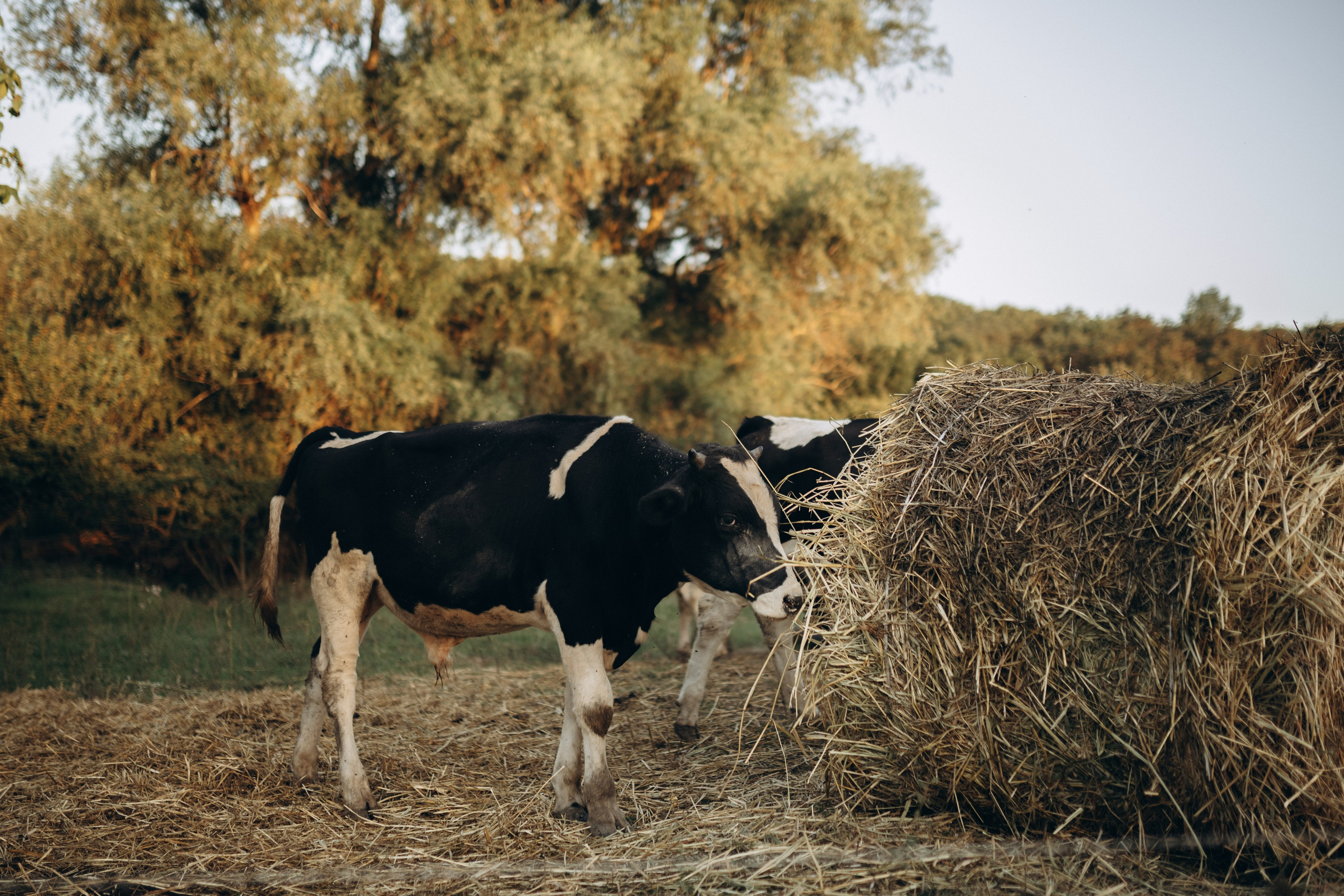 Детская фотосессия на золотых песках Анапы