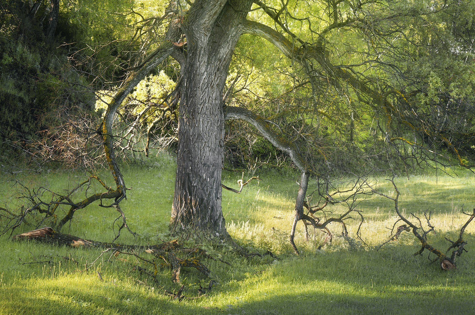 Лето, лес, деревья…. Пейзажный фотограф Руслан Лукманов