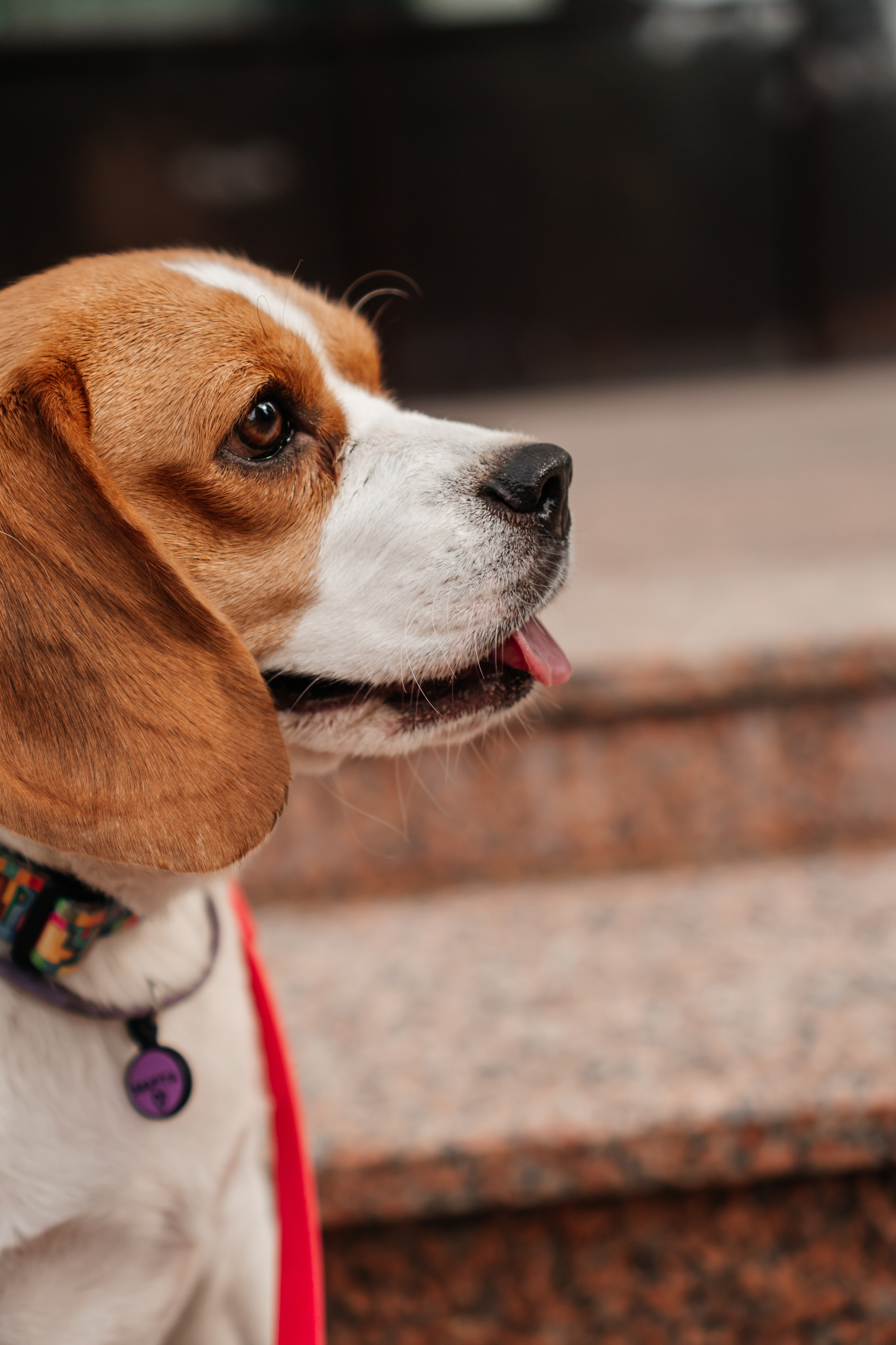 Фотосессия с домашним питомцем. Семейный фотограф в Москве Ирина Жур