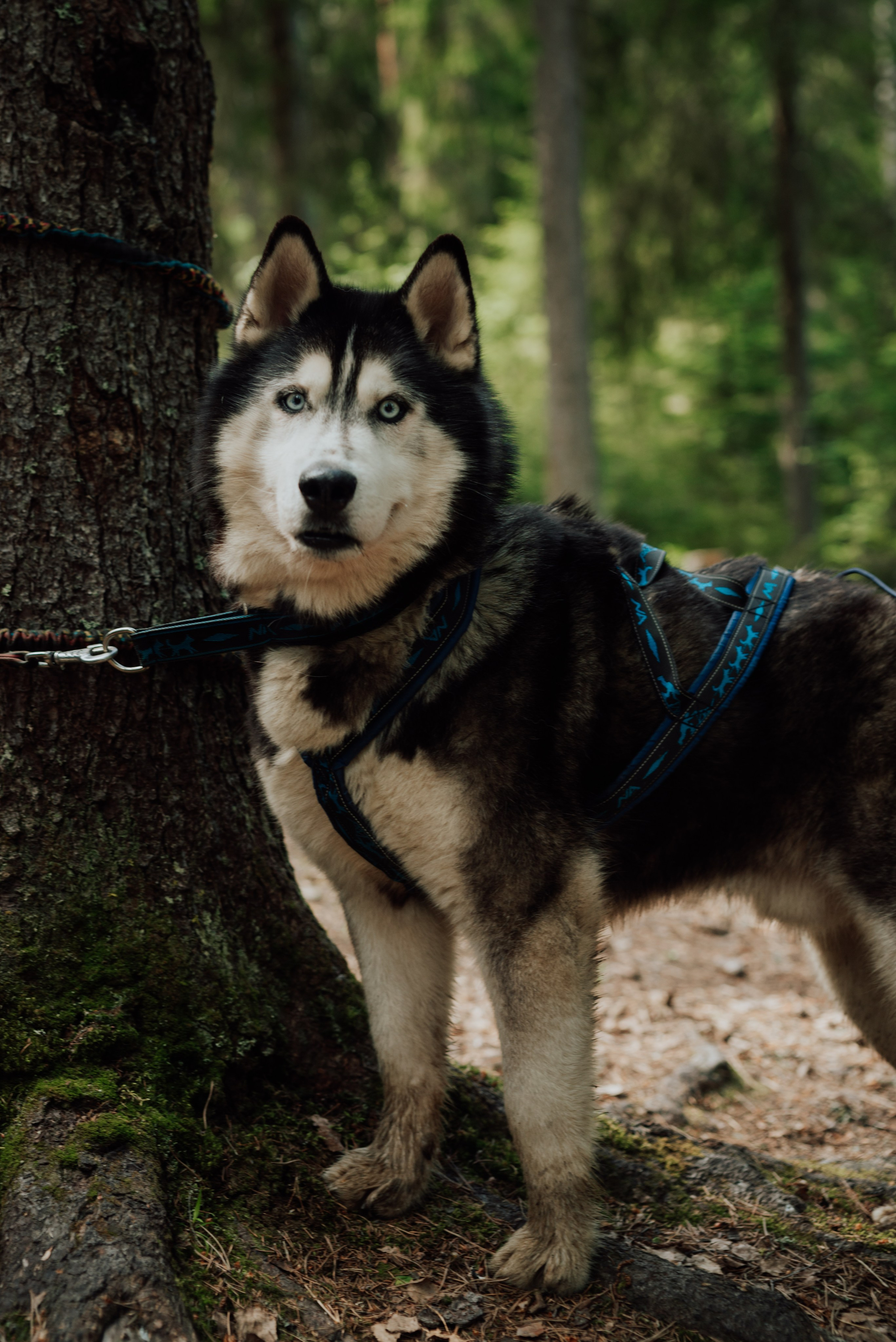 Догтрекинг. Фотограф в Санкт-Петербурге и Ленинградской области