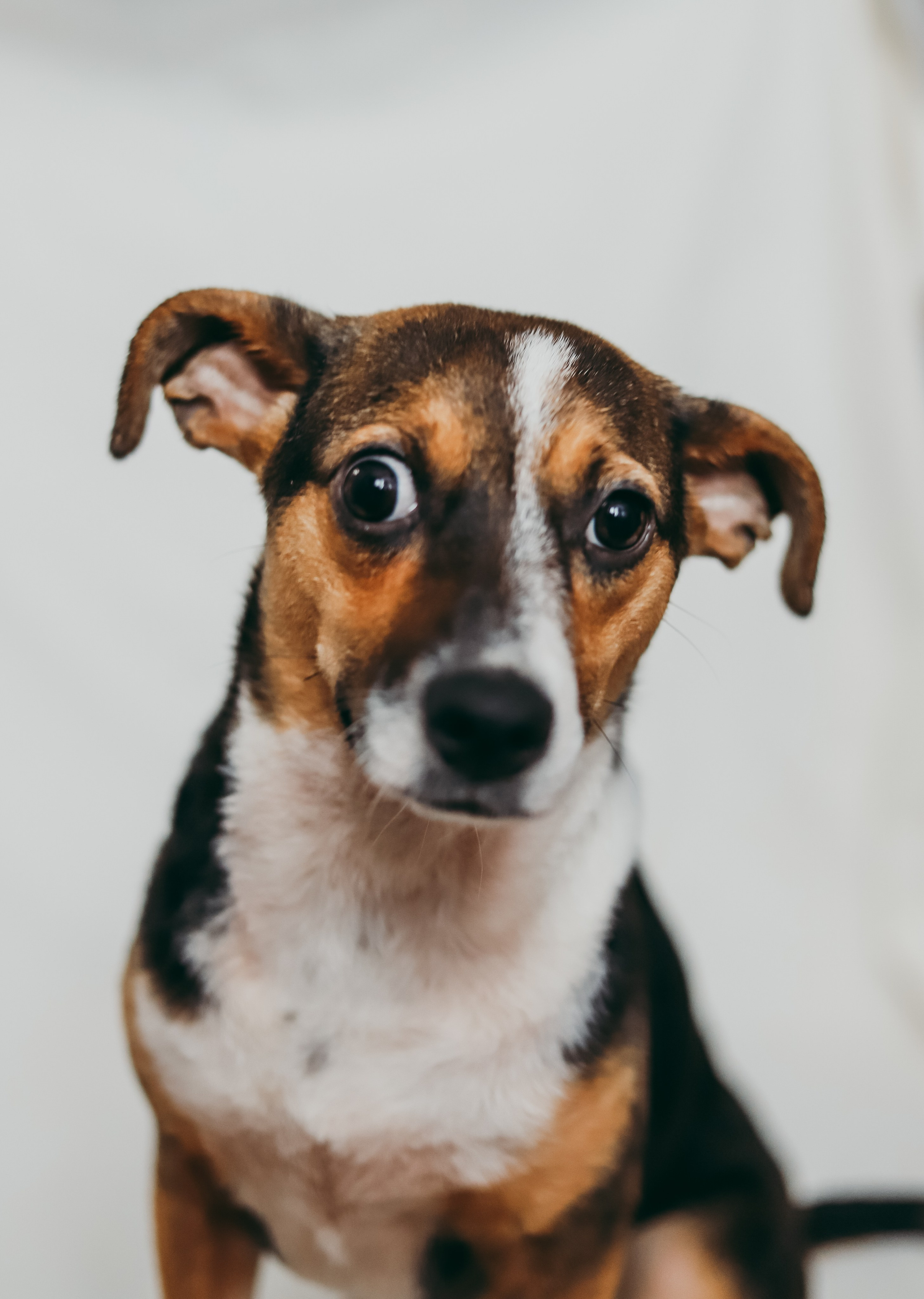 Для приюта (уже дома). Фотограф Москва и Санкт-Петербург