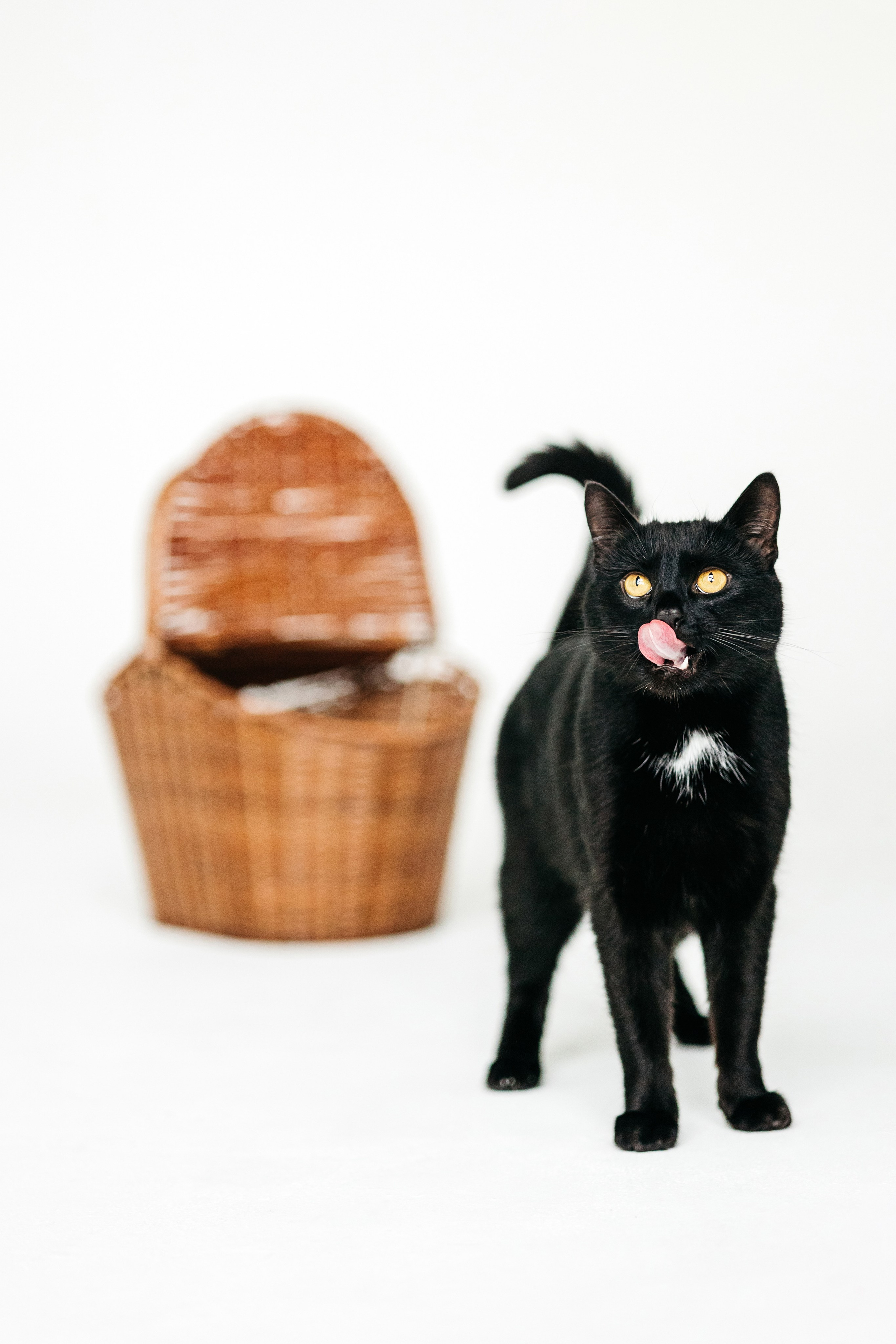 Кузя. Фотограф-анималист Елена Радченко, Москва