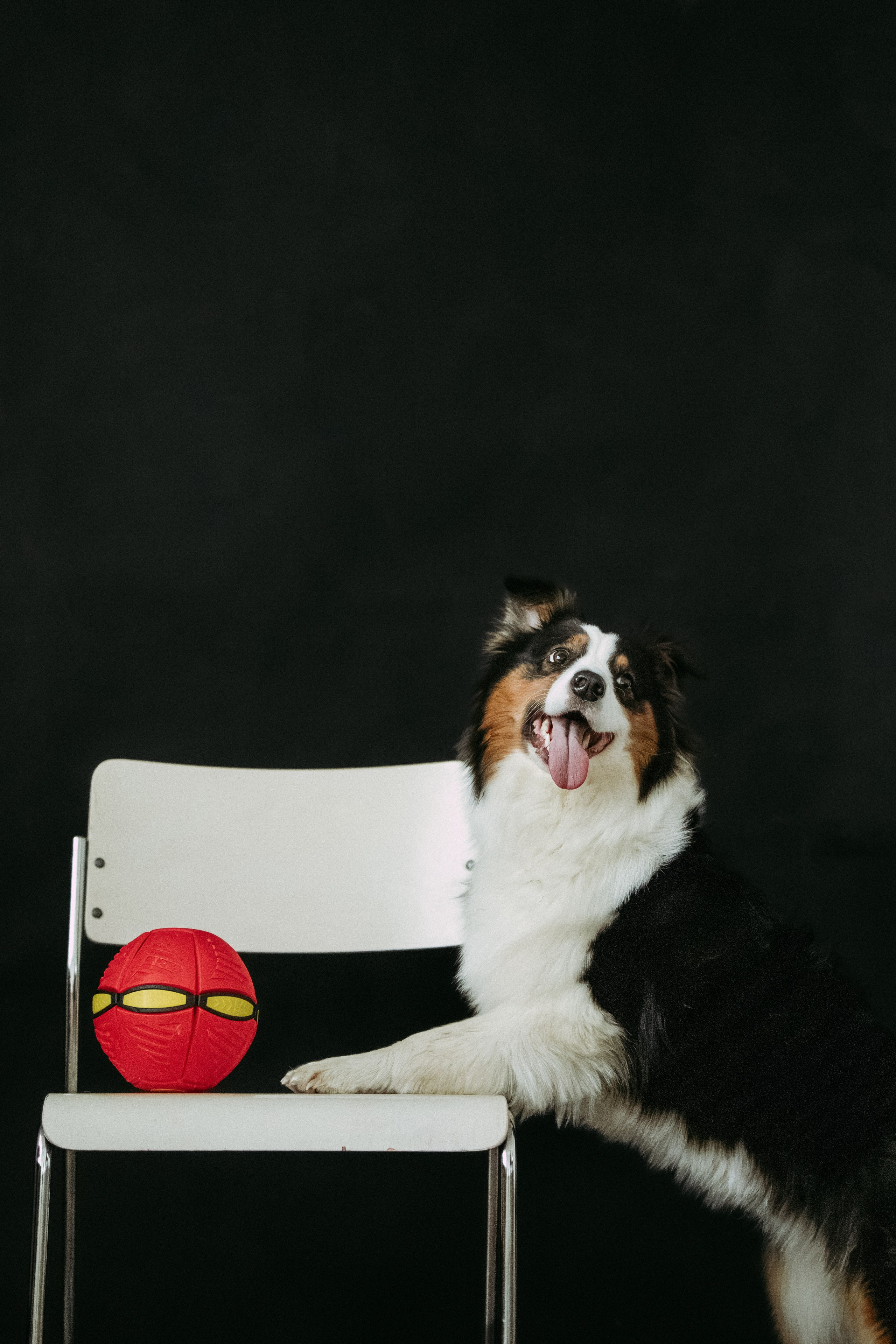 Мячи-попрыгуны. Фотораф — анималист Мария Шистка