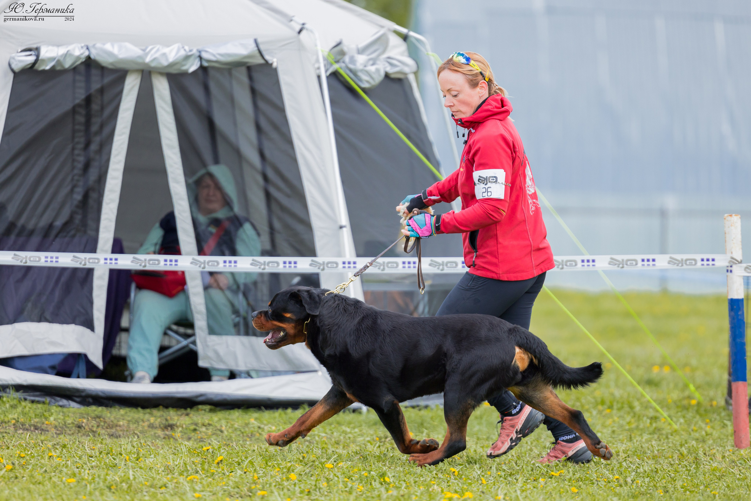 Нижний Новгород 11-12.05.2024 моно ротвейлеров. Фотограф-анималист Юлия Германика