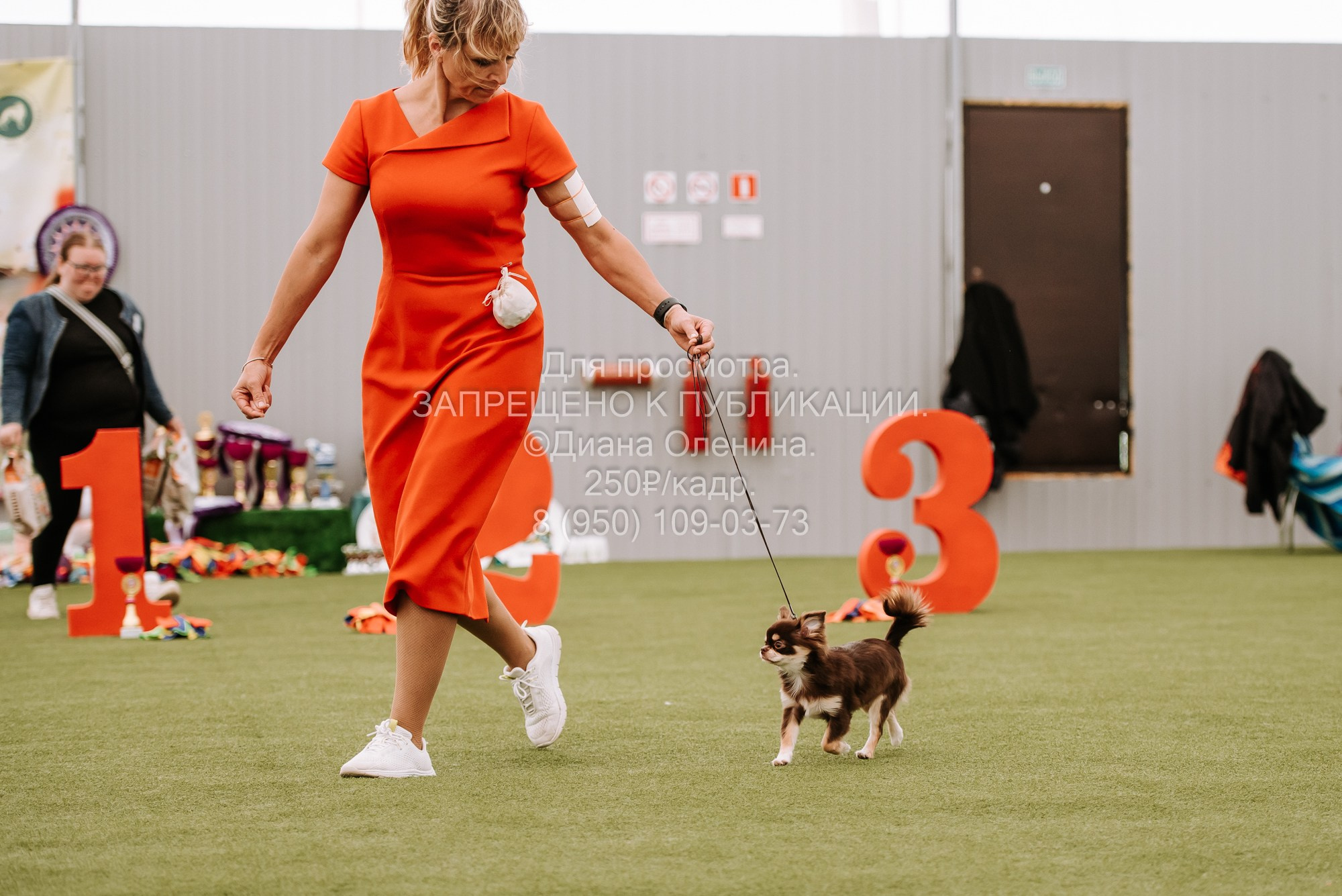 Выставка собак Красноярск 2.06. Фотограф Диана Оленина Красноярск / Братск