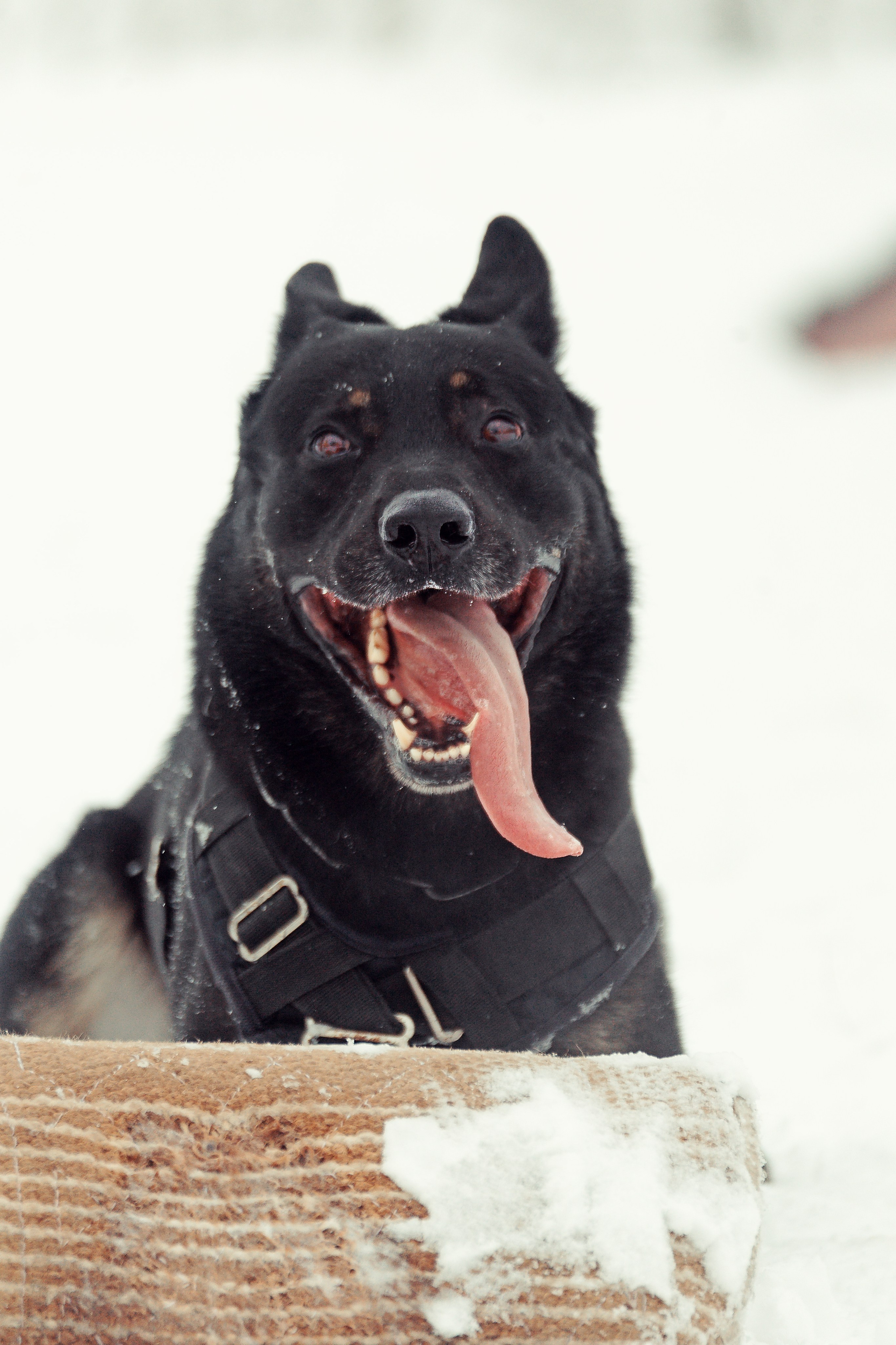 Репортажная съемка. Фотограф-анималист Нижний Новгород
