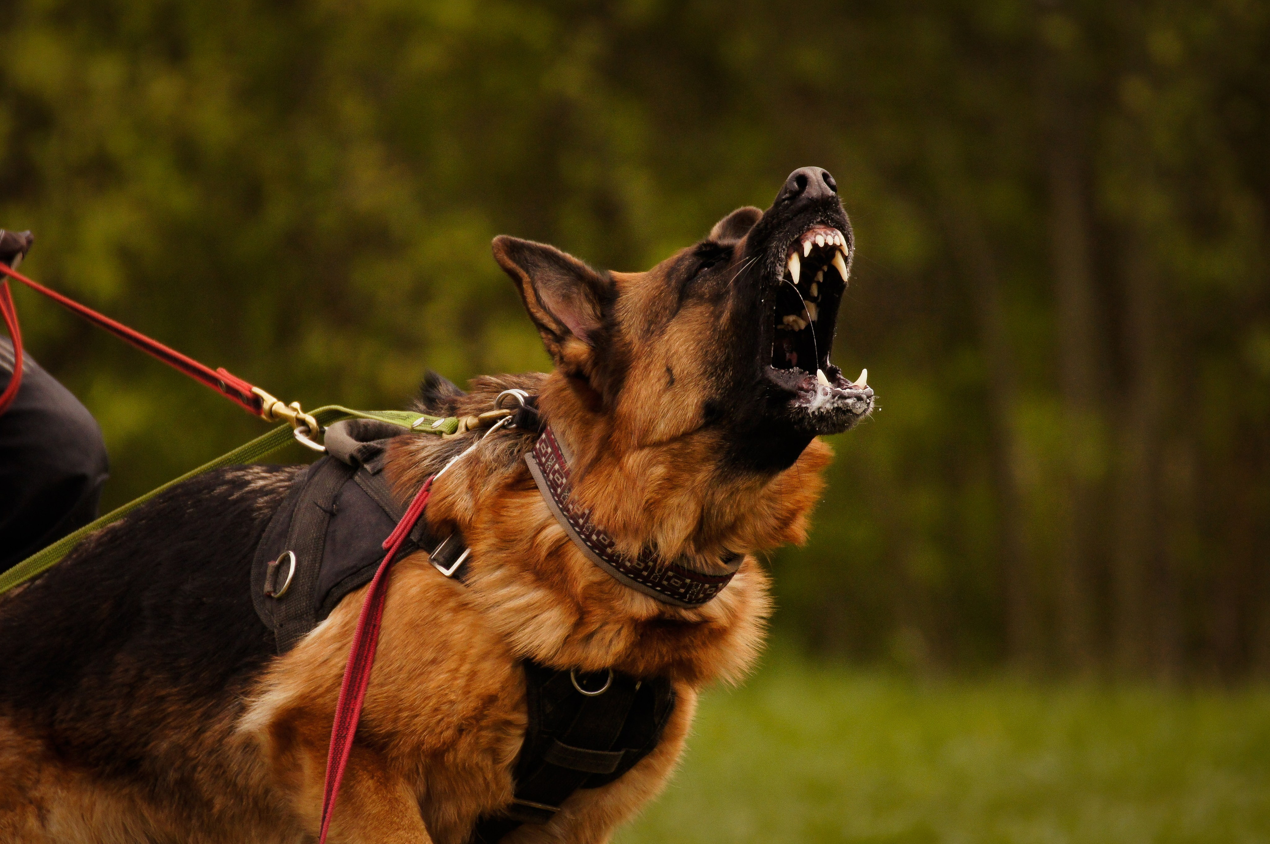 Репортажная съемка. Фотограф-анималист Нижний Новгород