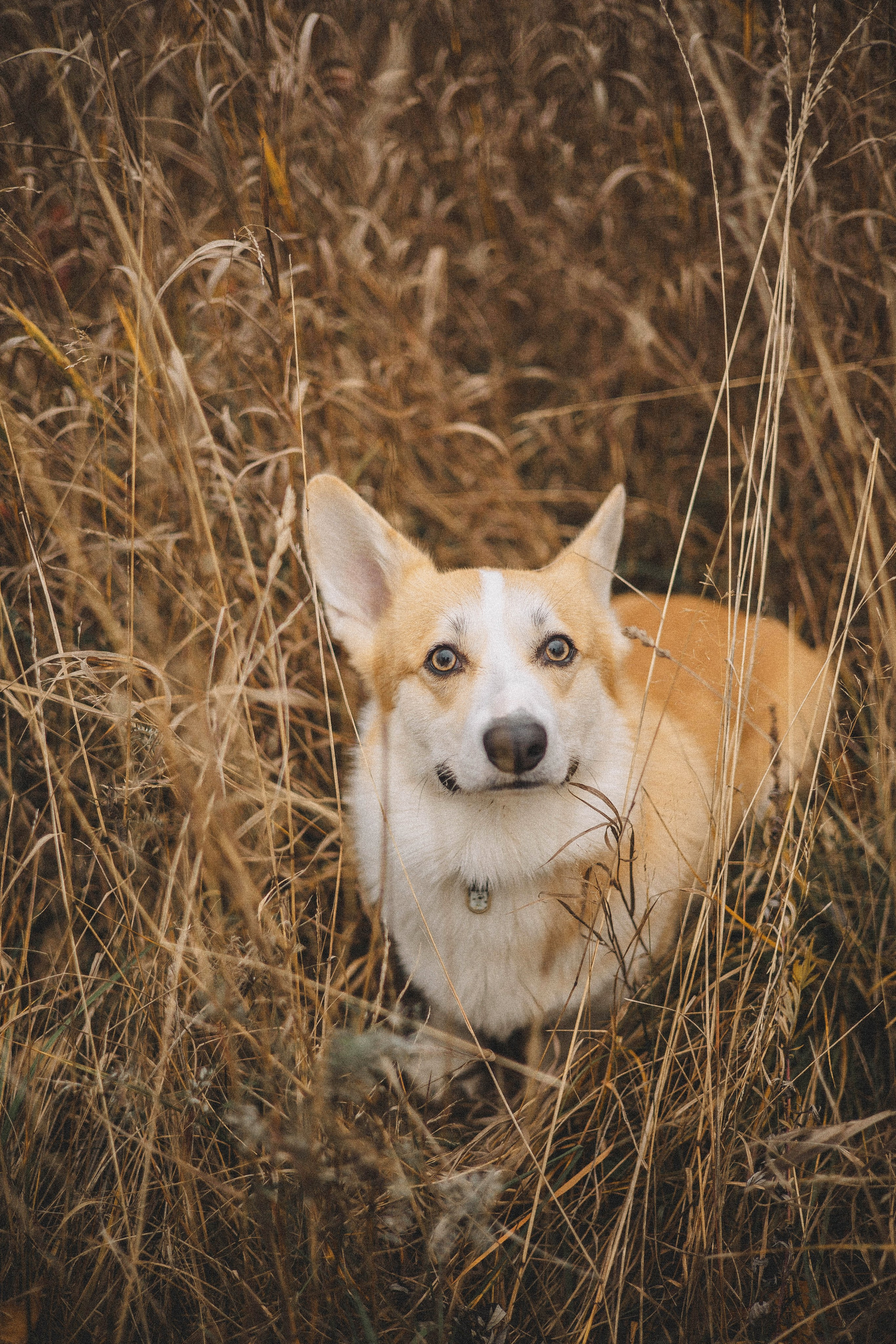 Юля и барри. Фотограф-анималист Богданова Полина