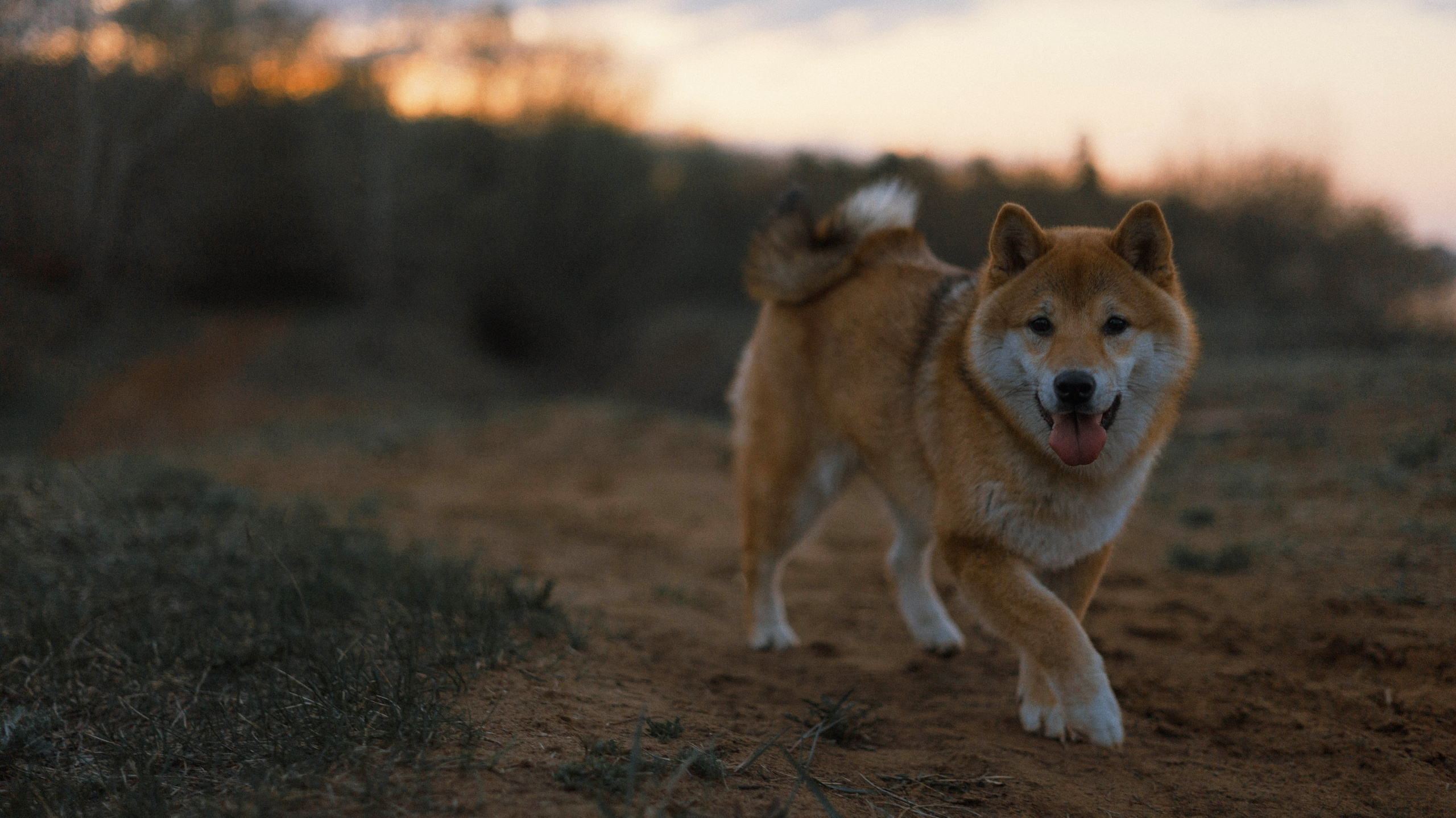 Аня и Шани. Фотограф-анималист Богданова Полина