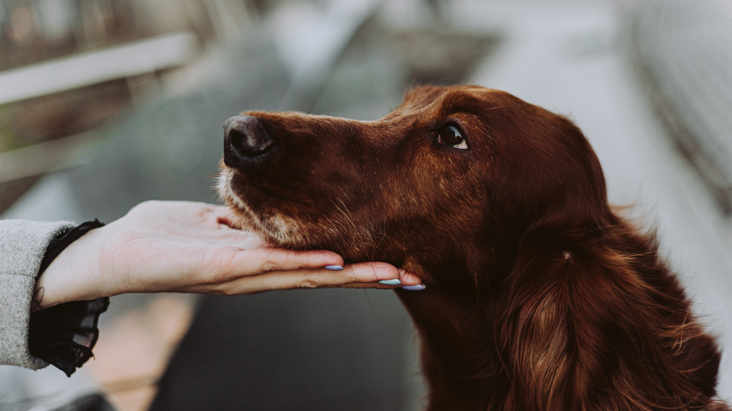 Маша и Лика. Фотограф-анималист Богданова Полина