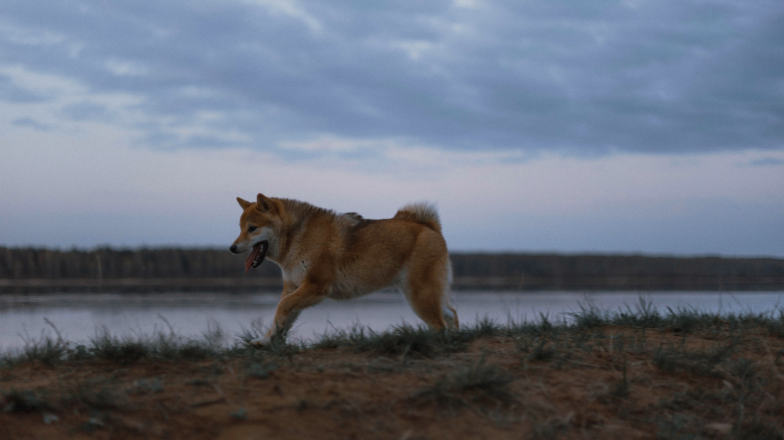 Аня и Шани. Фотограф-анималист Богданова Полина