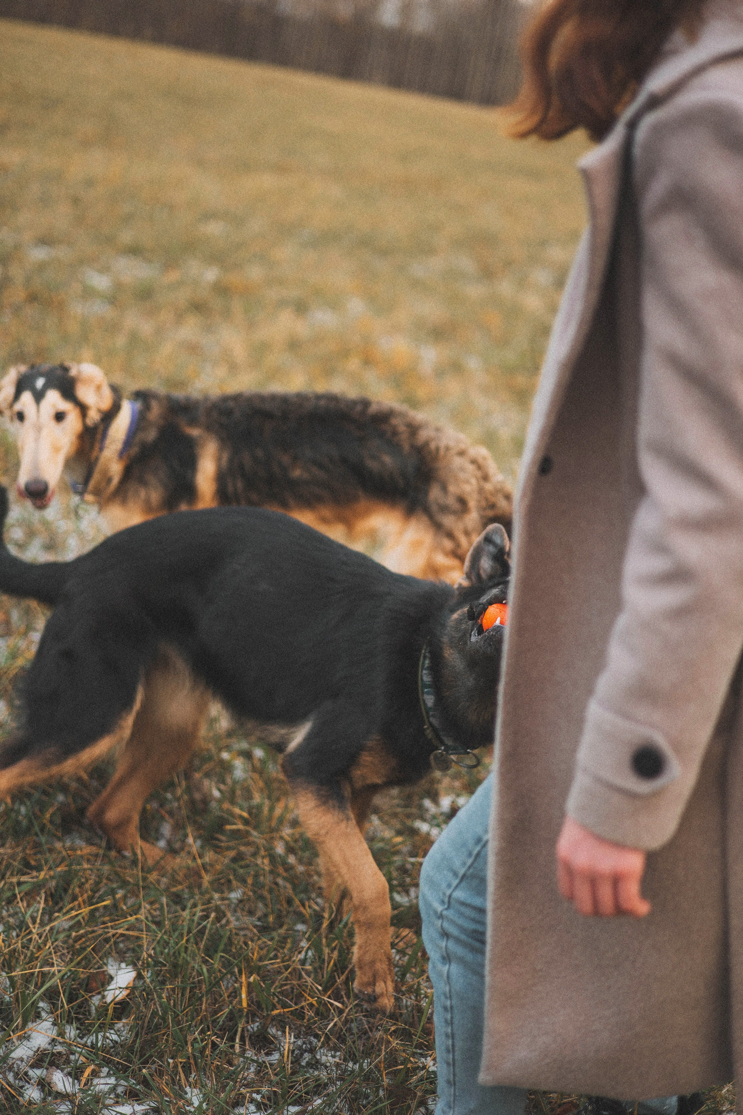 Алена, Леви и Микаса. Фотограф-анималист Богданова Полина