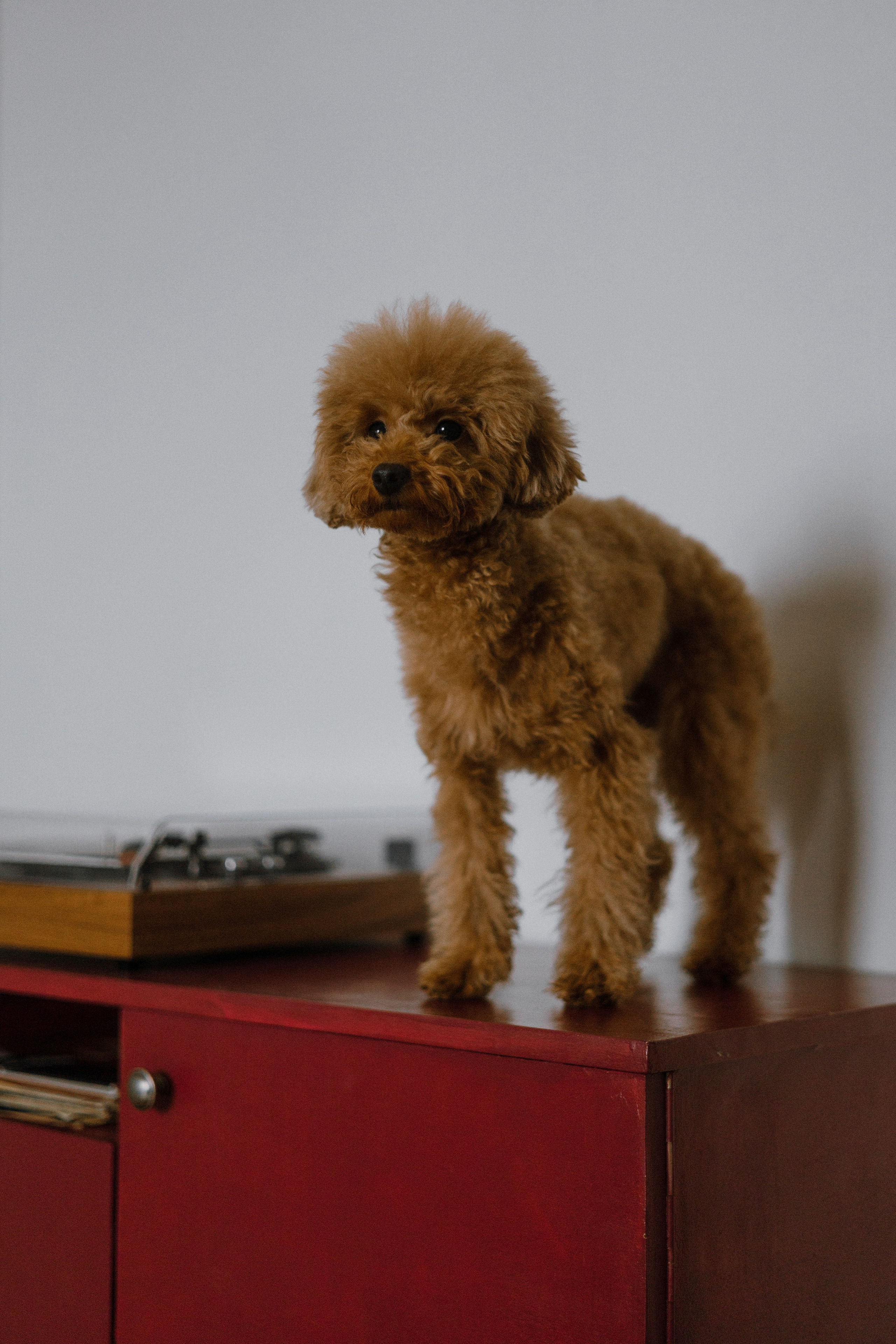 Маша, Одди и Нэвил. Фотограф-анималист Богданова Полина