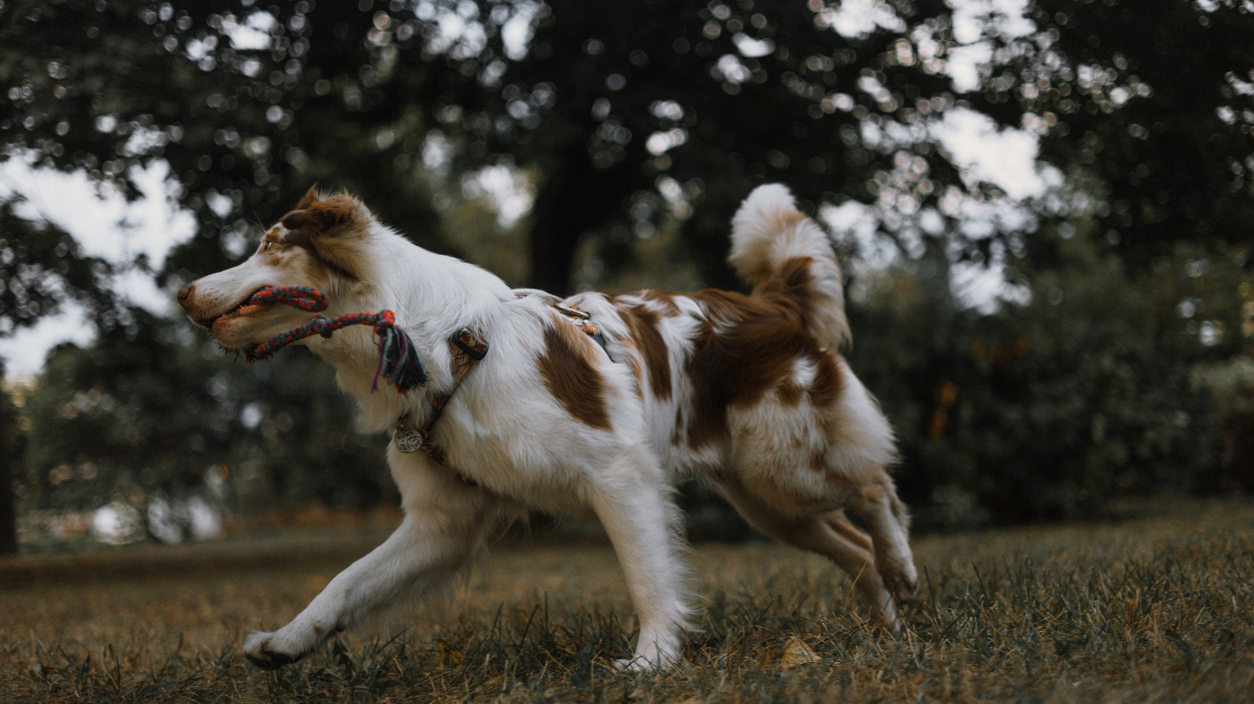 Светлана и Оливия. Фотограф-анималист Богданова Полина