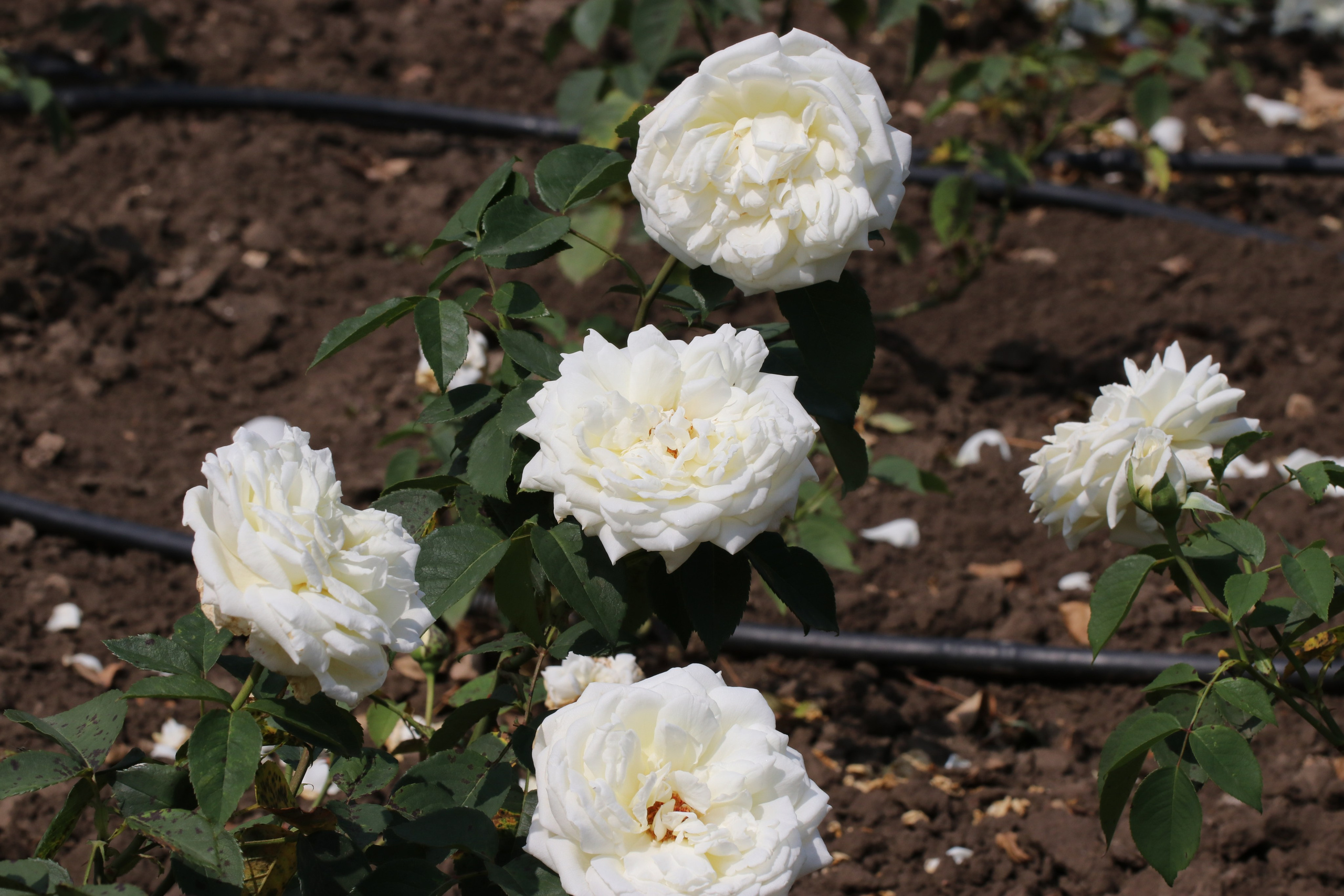 Долина роз в Кисловодске. Фото-художник и Репортажный фотограф Николаев Александр Алексеевич