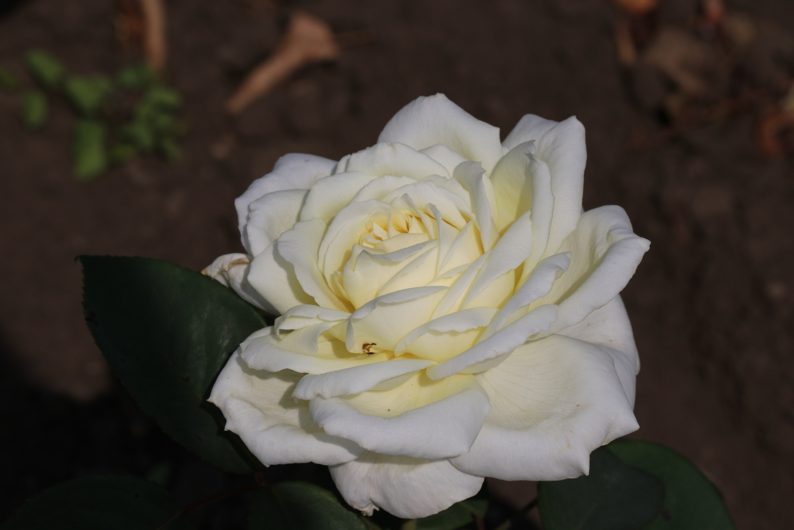 Долина роз в Кисловодске. Фото-художник и Репортажный фотограф Николаев Александр Алексеевич