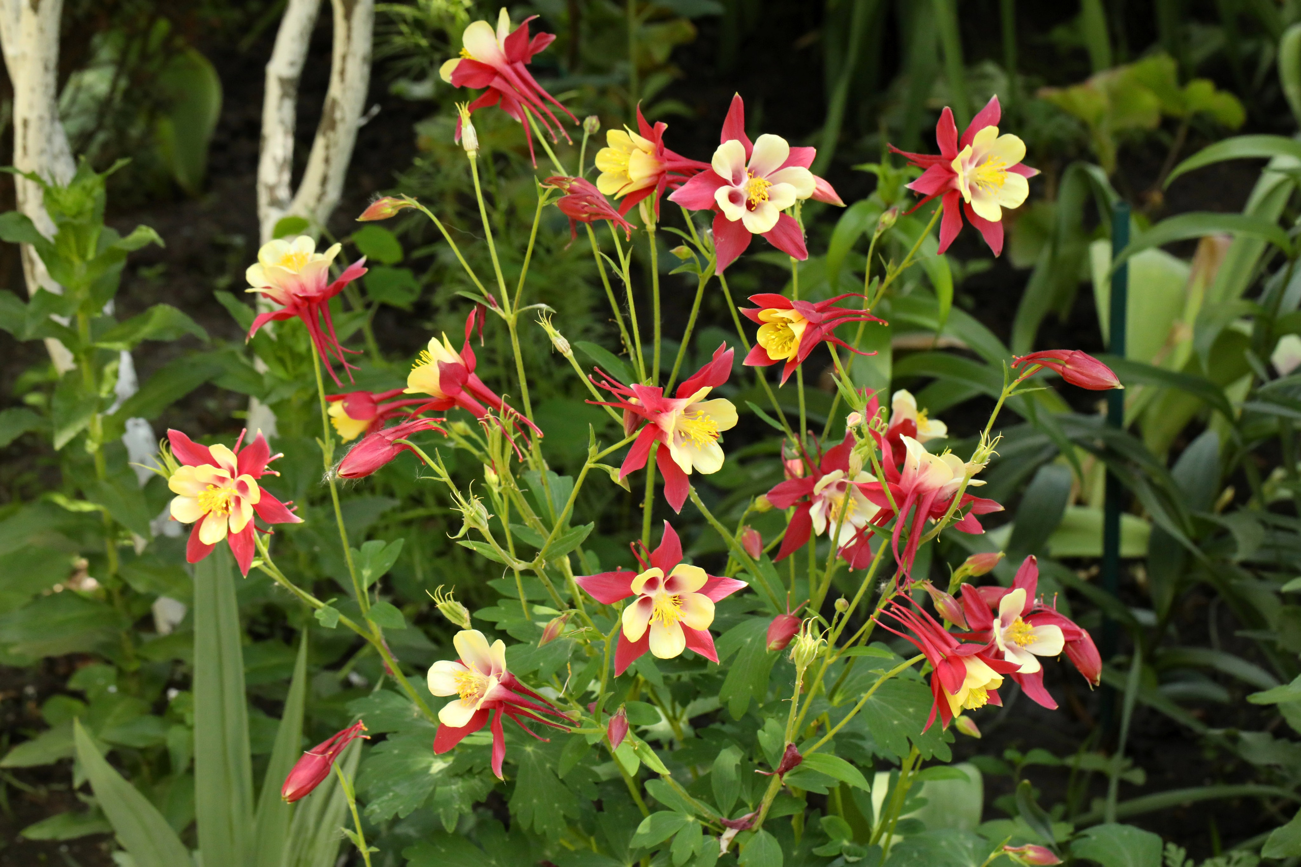 Цветы моего города. Фото-художник и Репортажный фотограф Николаев Александр Алексеевич
