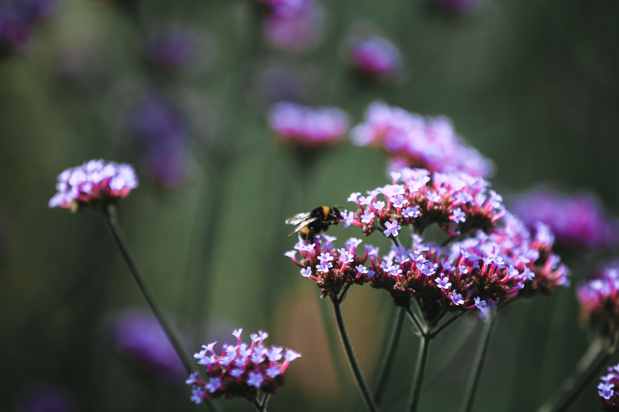 АРТЁМ и АНАСТАСИЯ. МОСКВА. Свадебный и семейный фотограф и видеограф в Москве Андрей Басаргин