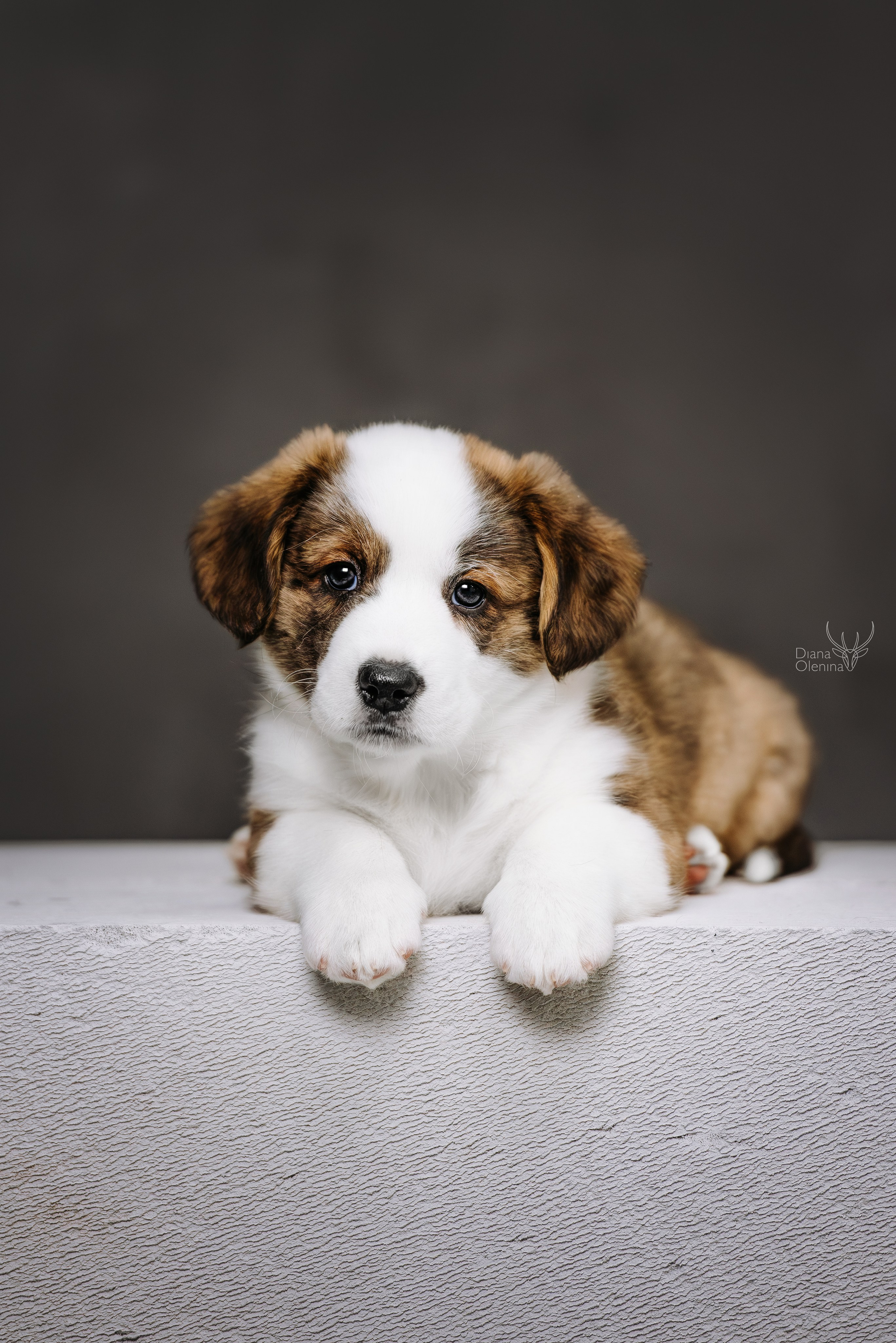 Помет Вельш Корги Кардиган. Фотограф Диана Оленина Красноярск / Братск