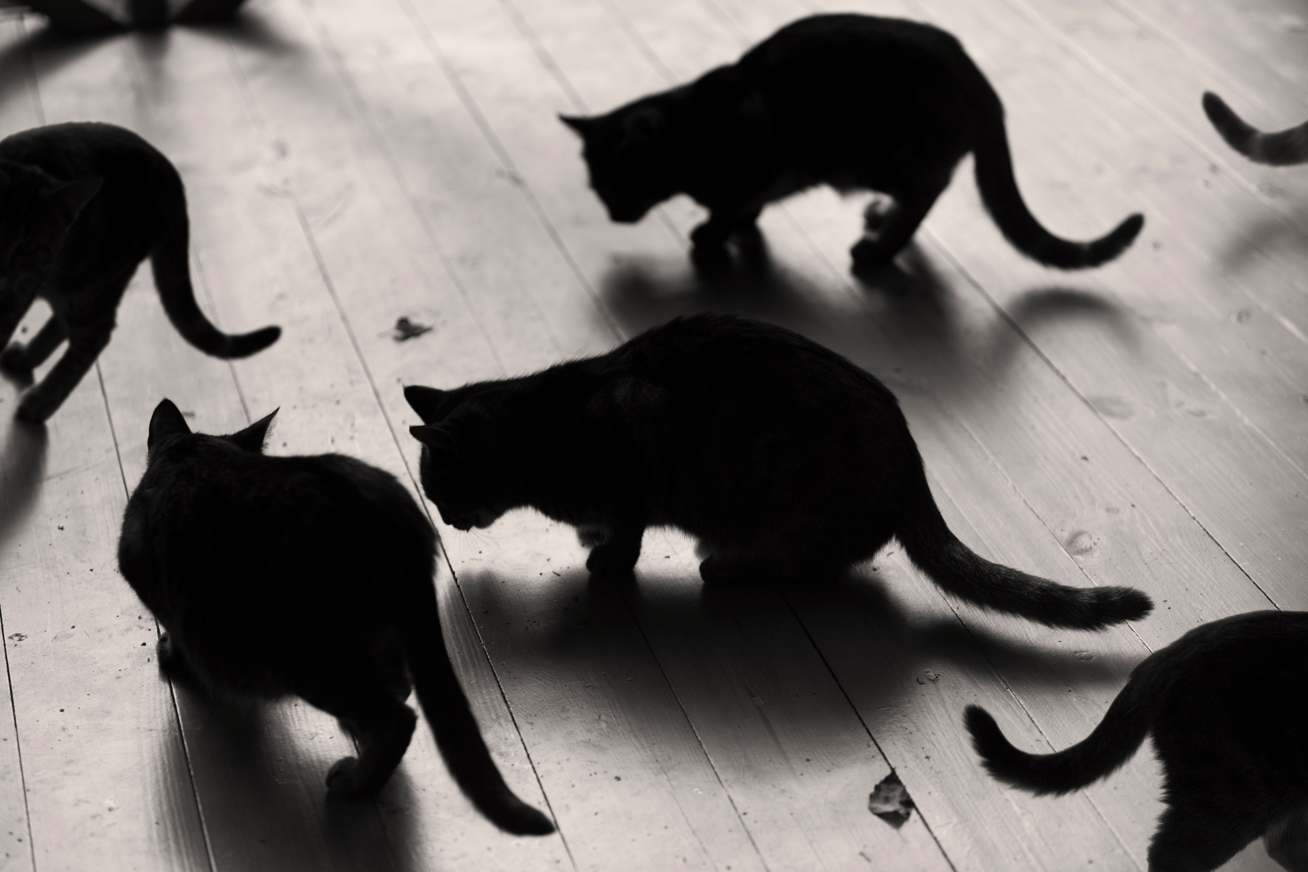 Фото. Фотограф Лагутин Анатолий