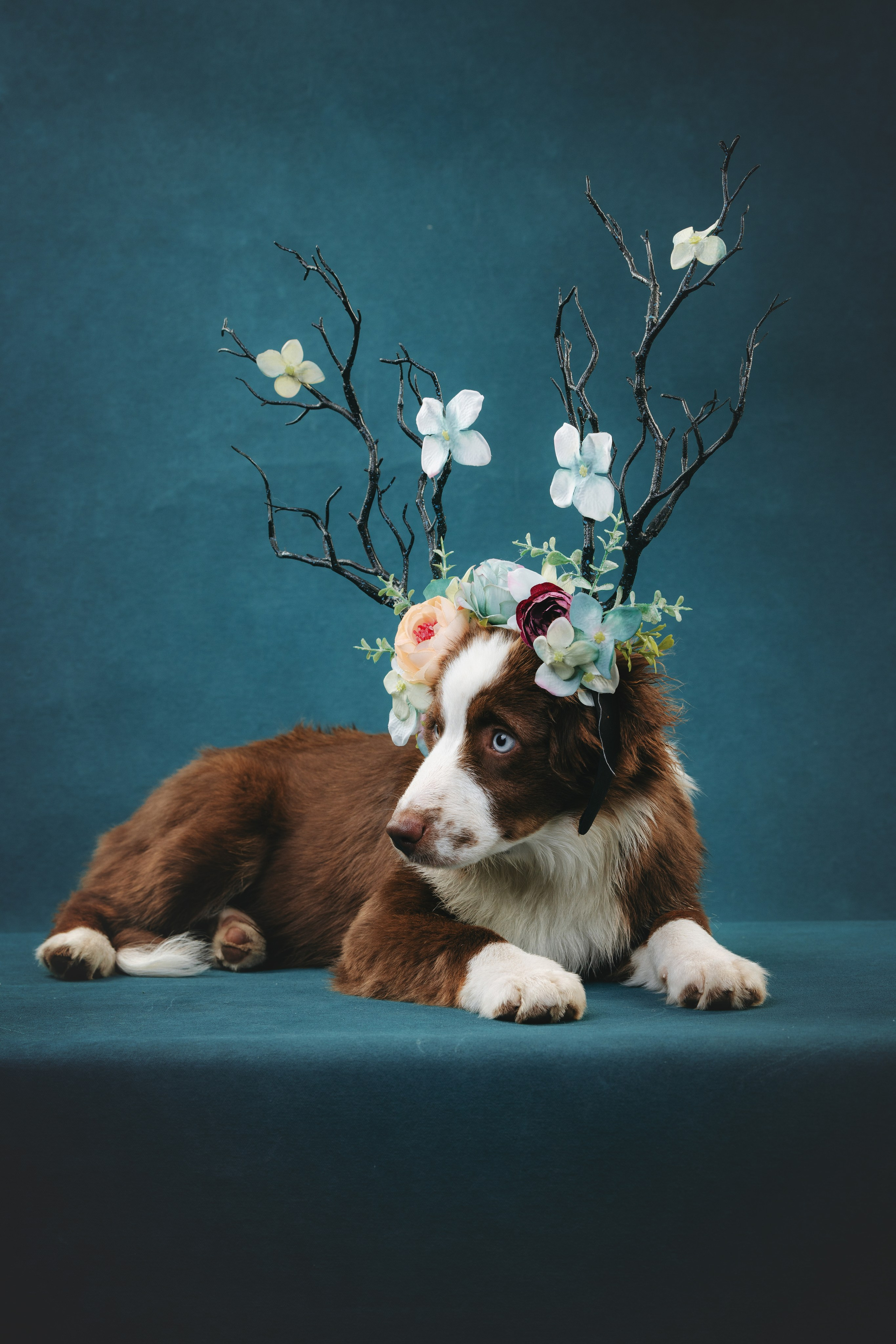 Миниаусси Дайс. Фотограф анималист Осипчикова Мария