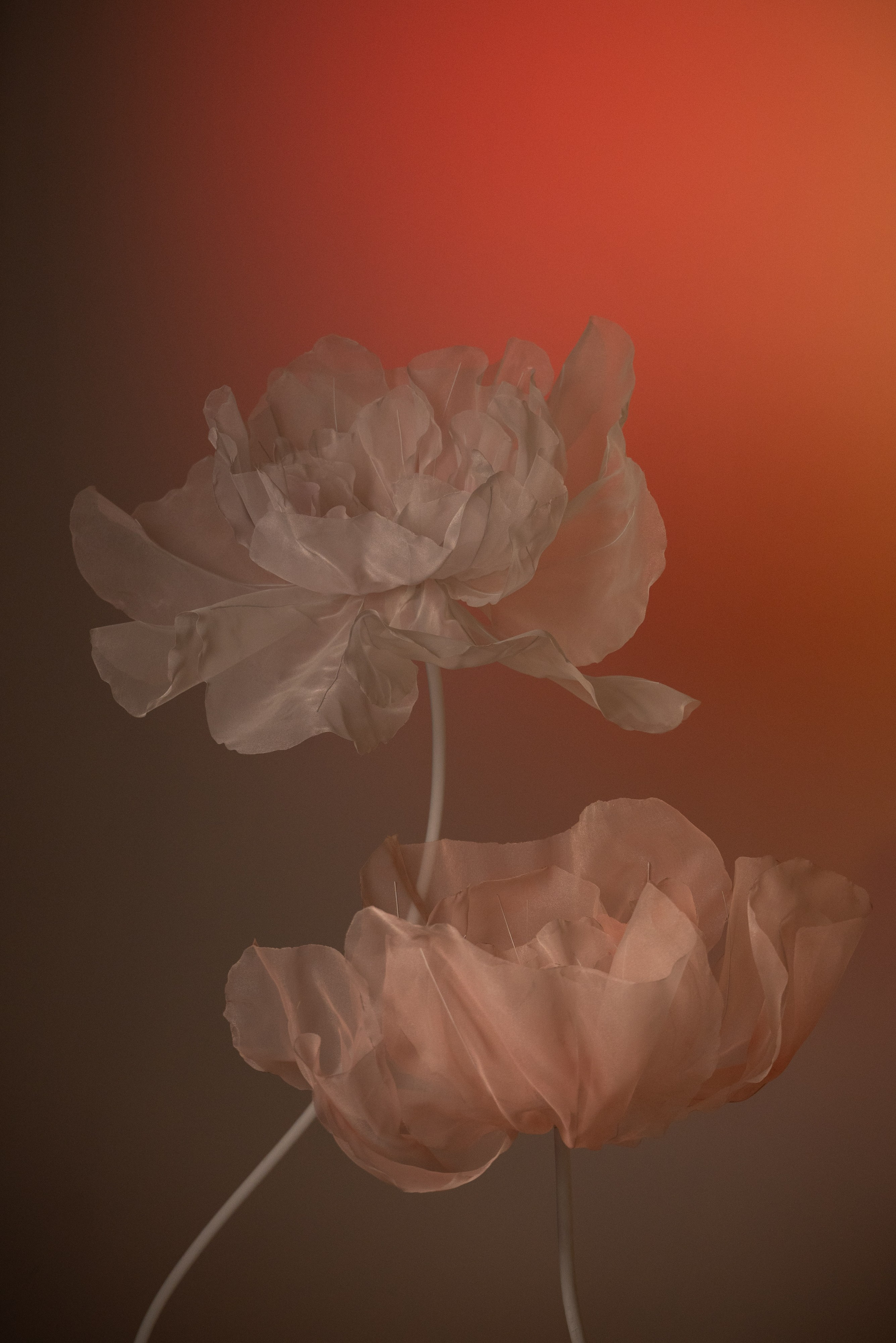 Настя. Свадебный и семейный фотограф в Рязани — Москве Екатерина Ермакова