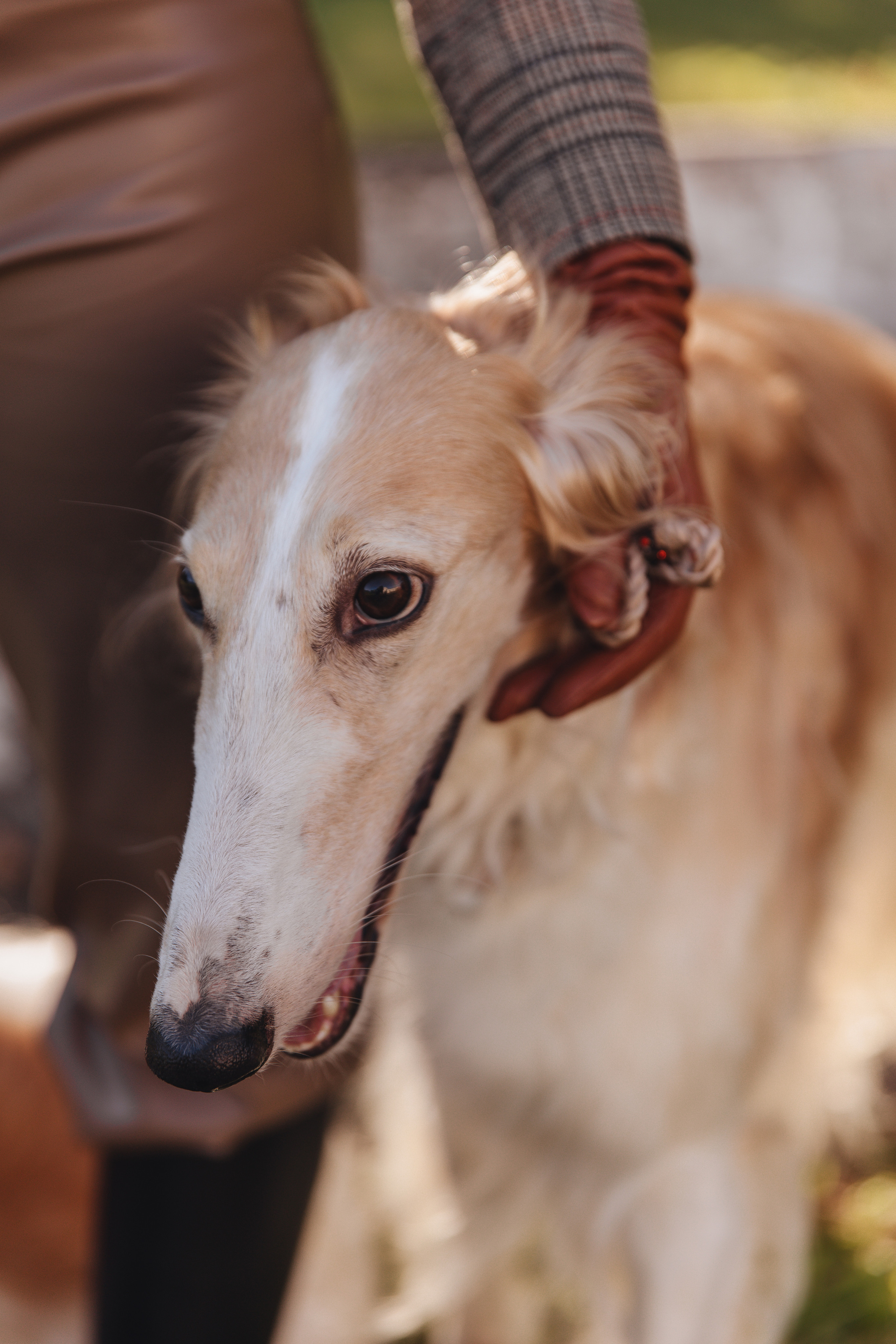Фотосессия с собаками. Свадебный фотограф в Санкт-Петербурге