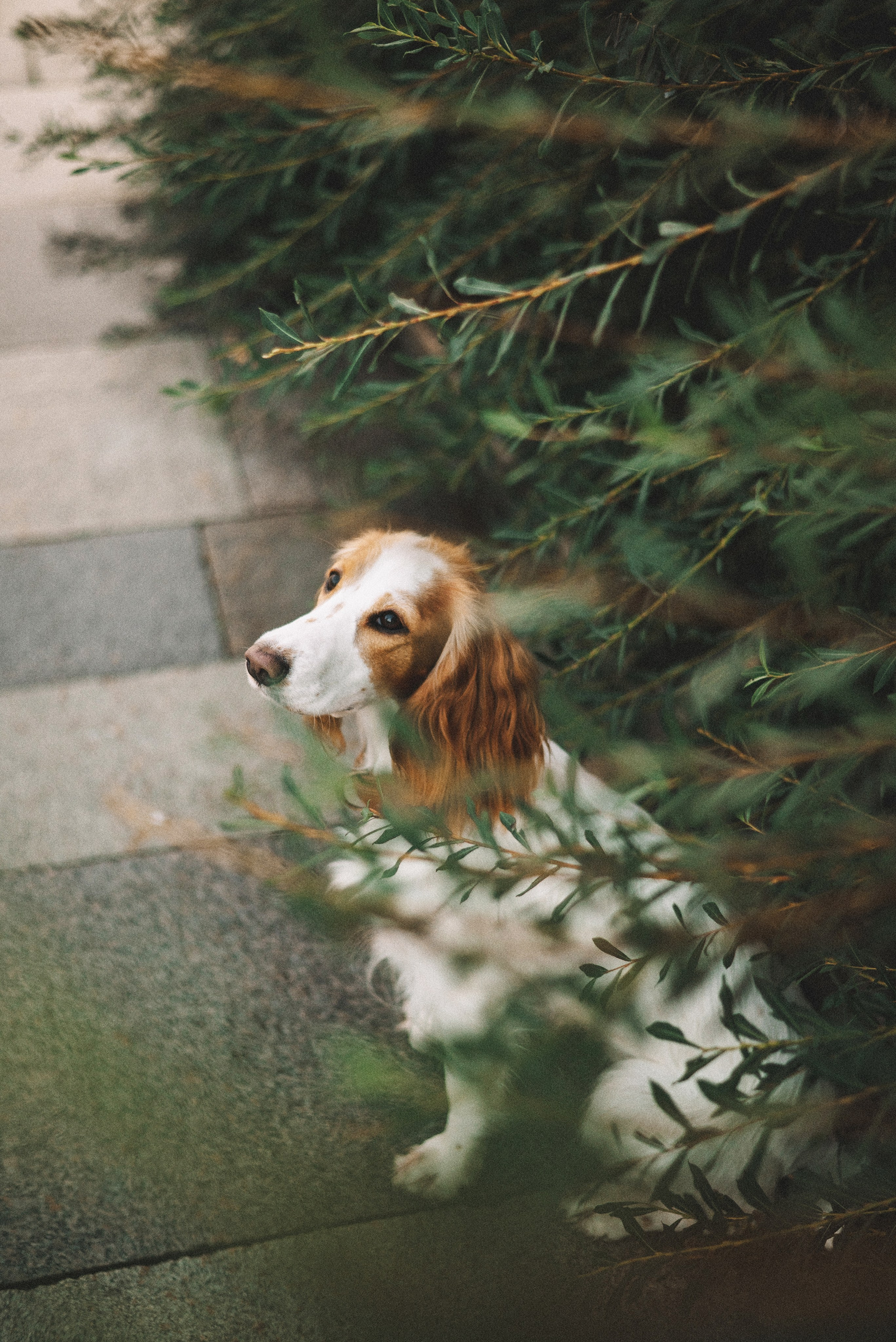 Маша и Вега. Фотограф-анималист Богданова Полина