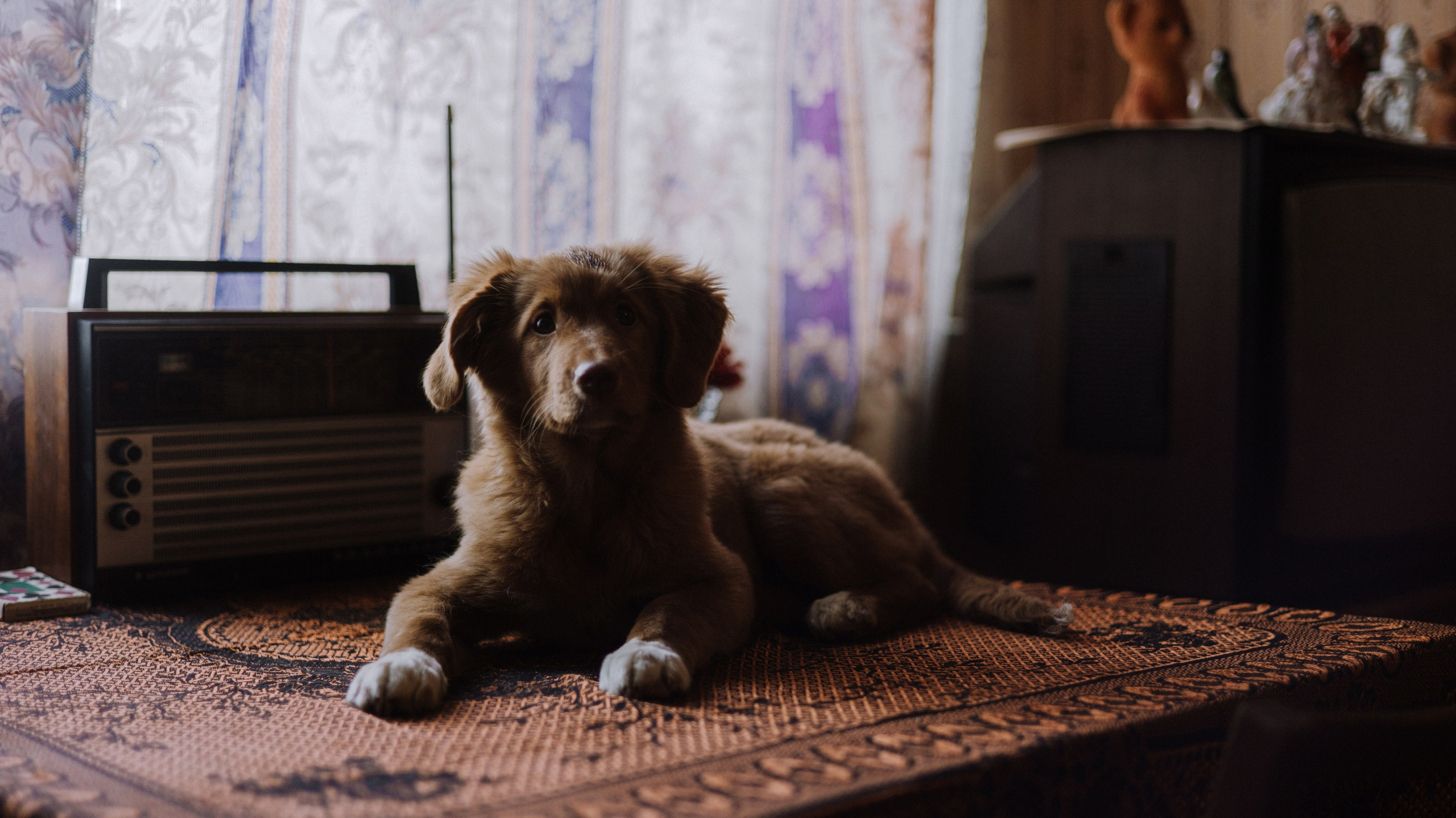 Лера, Реджи и Ральф. Фотограф-анималист Богданова Полина