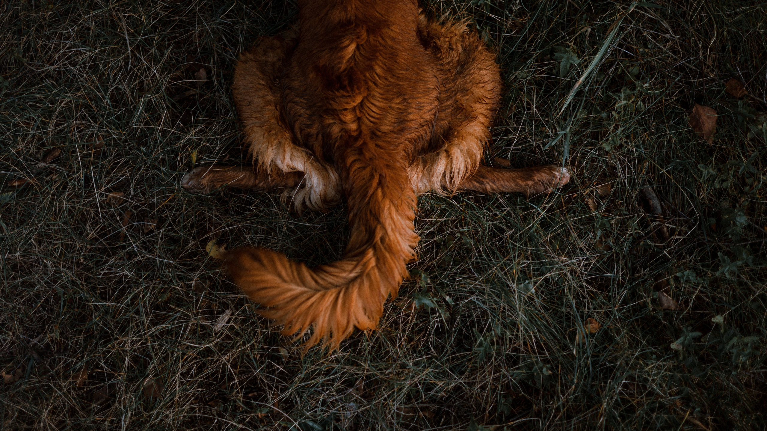 Ксюша и Мэди. Фотограф-анималист Богданова Полина