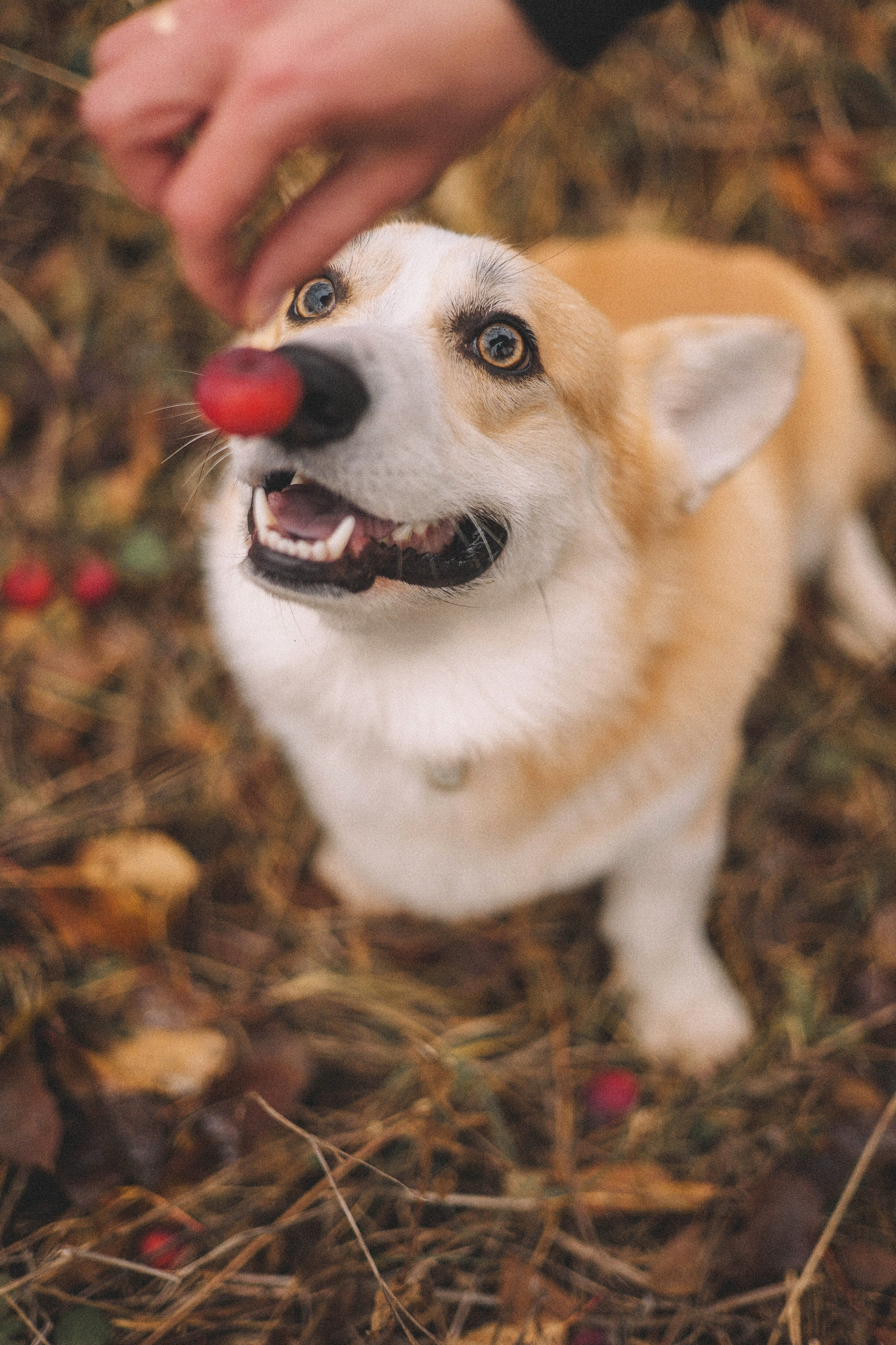 Юля и барри. Фотограф-анималист Богданова Полина