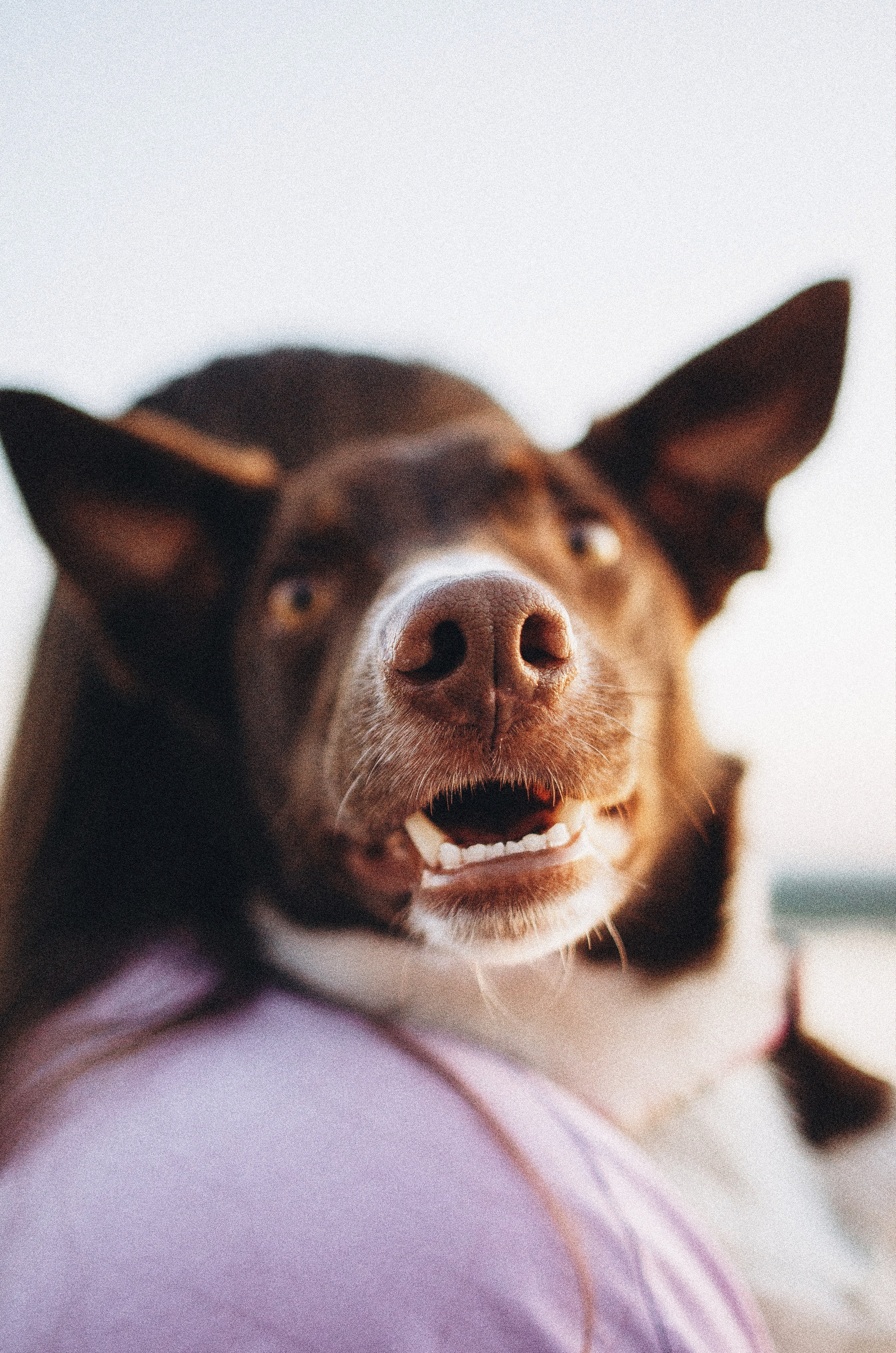 Вика и Эсса. Фотограф-анималист Богданова Полина
