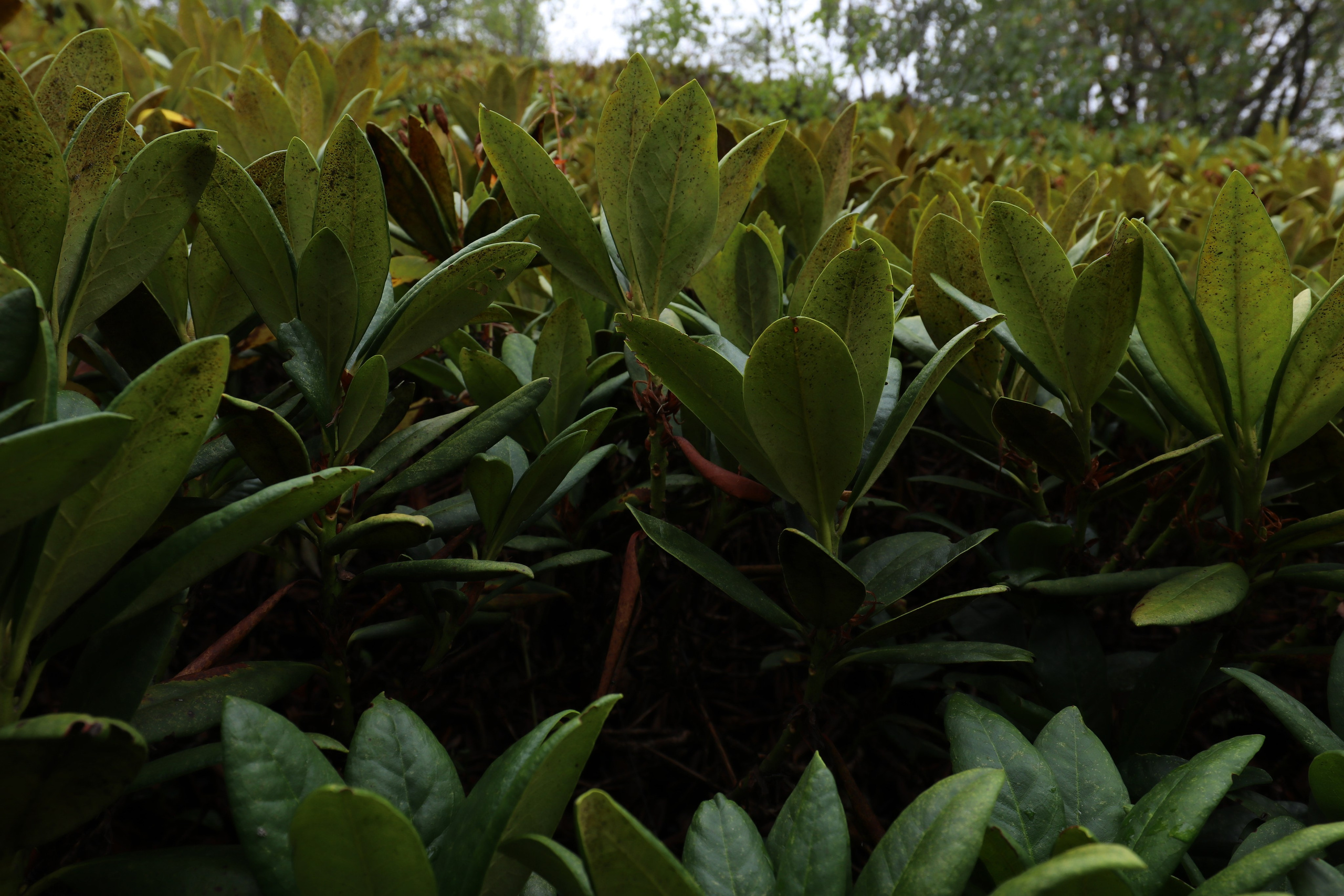 Приэльбрусье. Сентябрь 2024. Путешественник-фотограф из Санкт-Петербурга Татьяна Свистулина