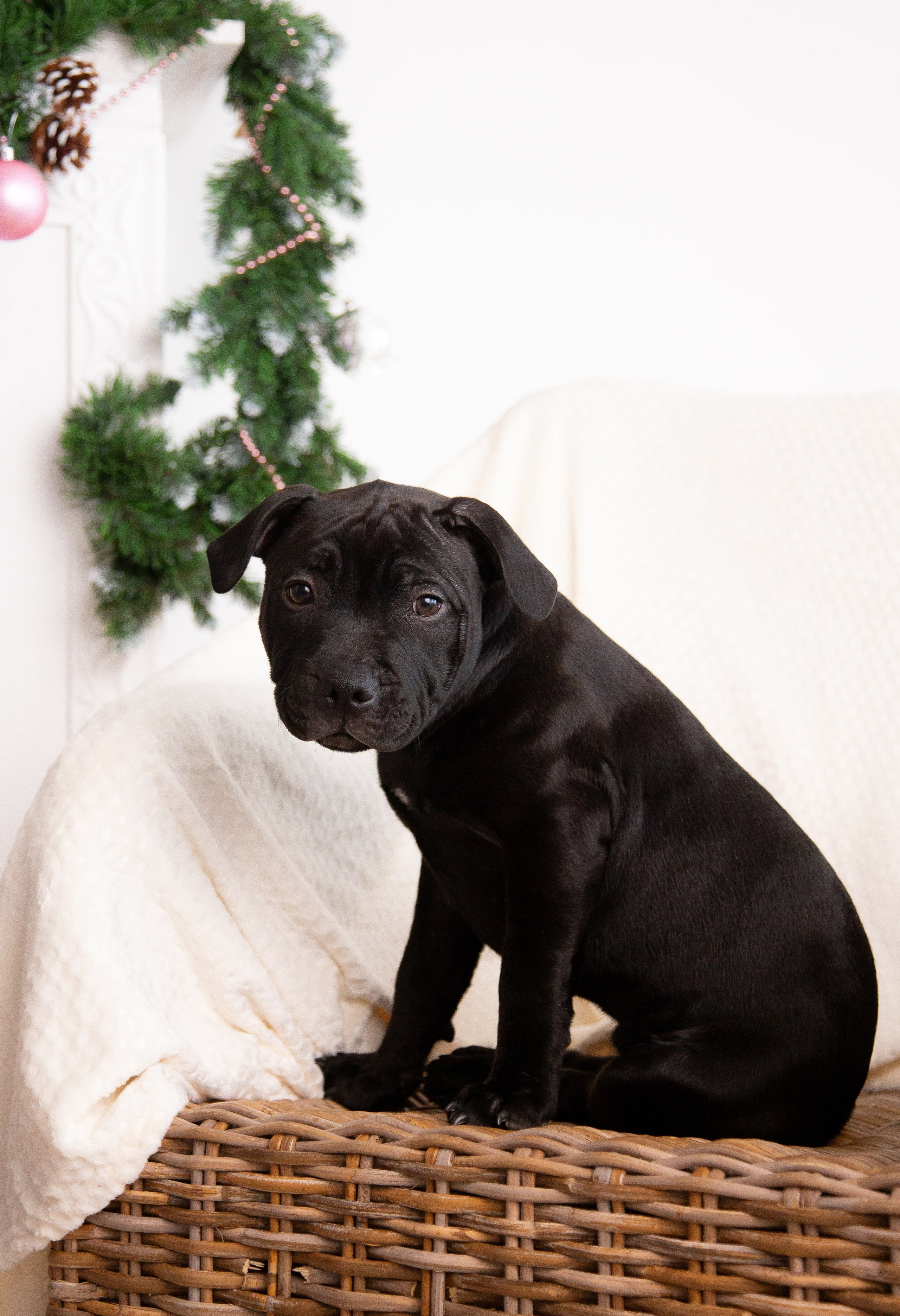 Новогодние малыши. Фотограф Анималист в Перми Анастасия Остерман