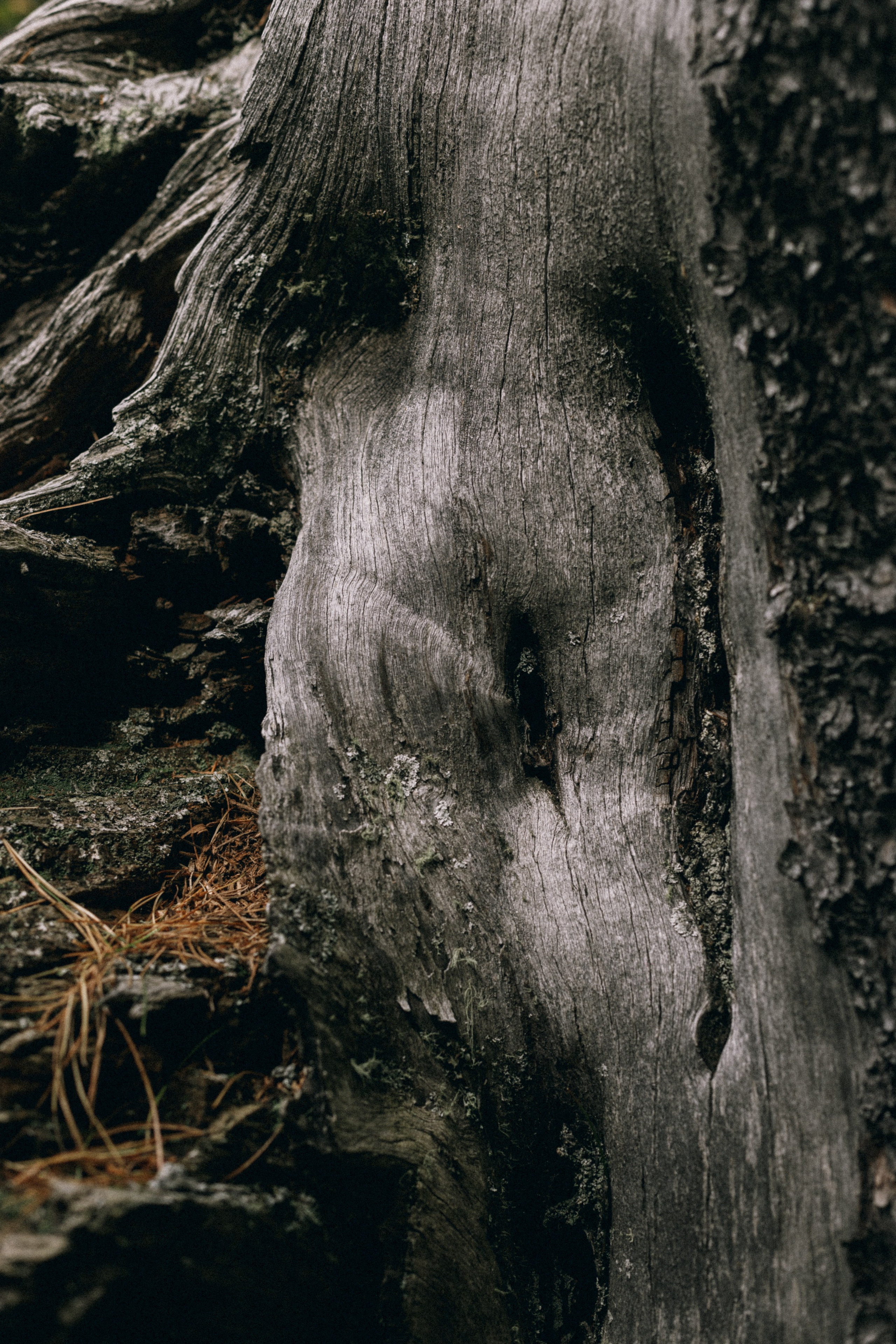 Алтай, природа и эстетика. Александр Чернин. Семейный и событийный фотограф