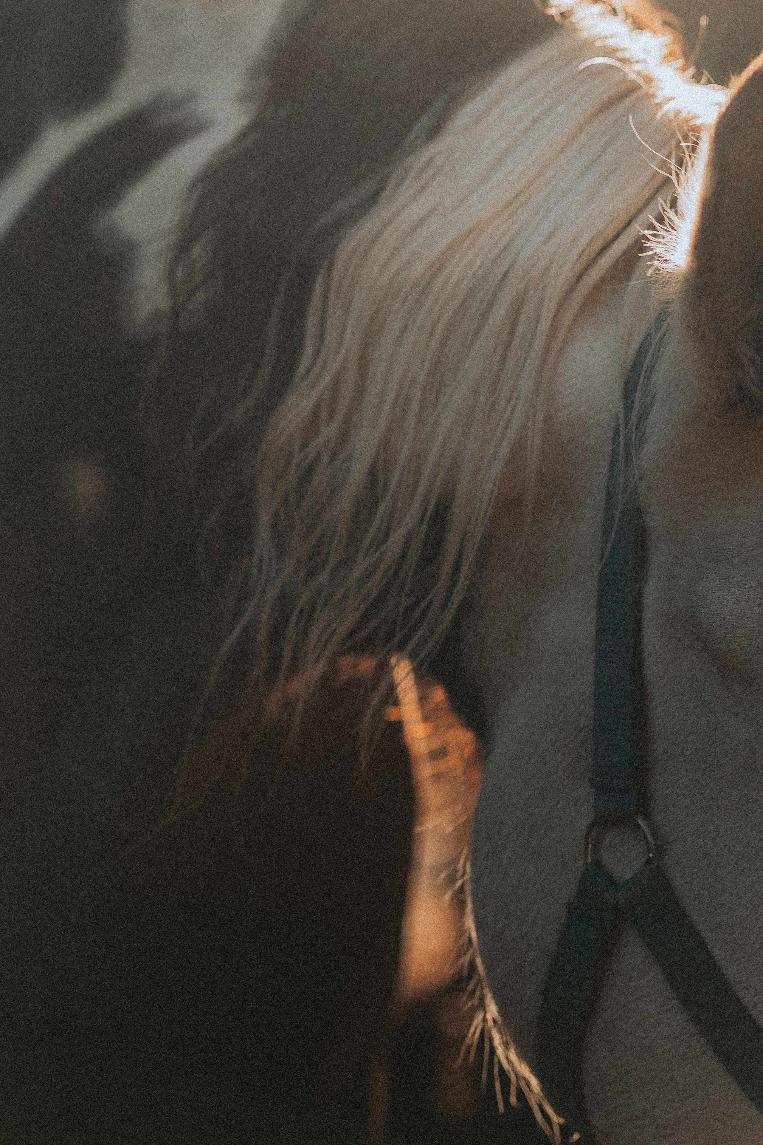 Фото лошади, портрет, художественная фотография