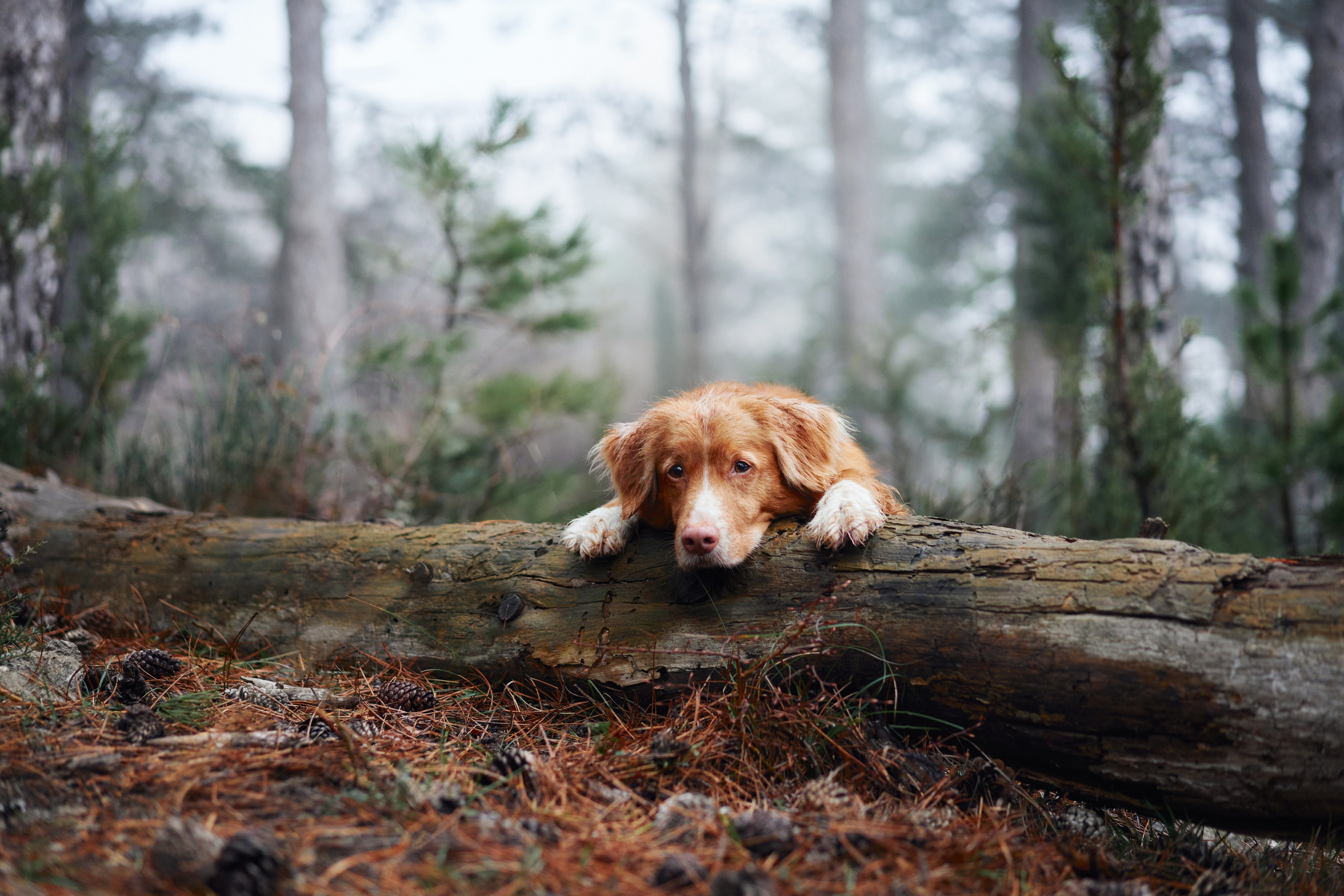 Photo of dogs in nature. landscape with dog. Dog photographer Averianova Anna — Art photography of dogs