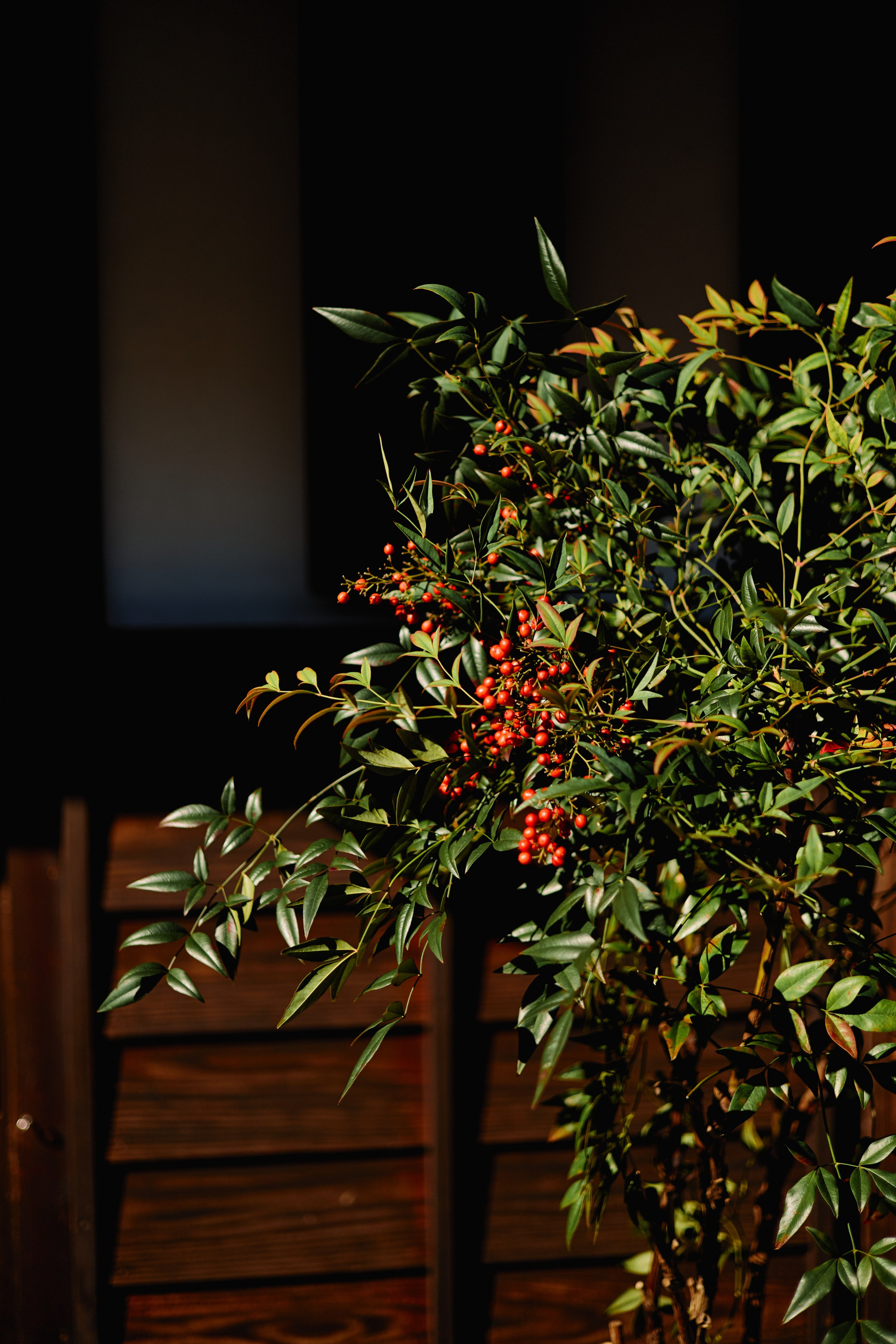 Япония. Профессиональный Фотограф во Владимире, в Москве и в Суздале — Полина Романычева