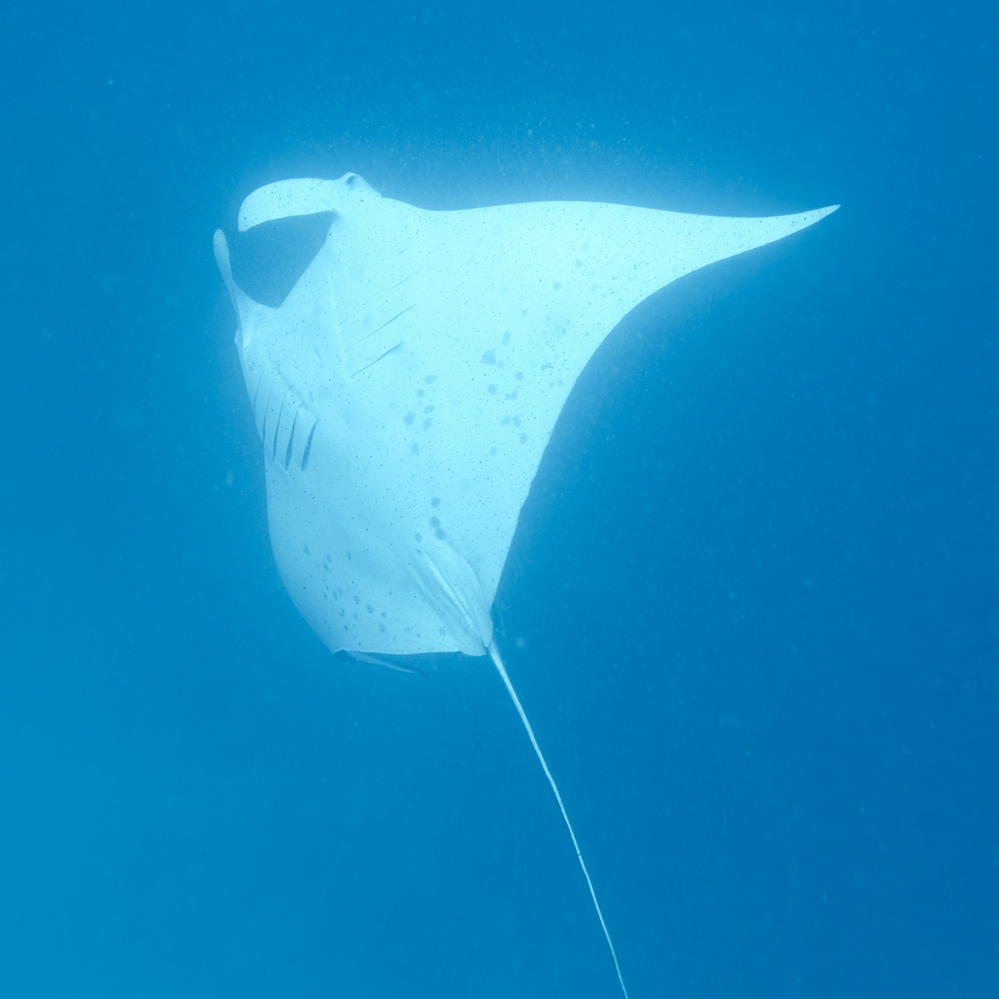 Мне посмотреть. Рыбов показываю