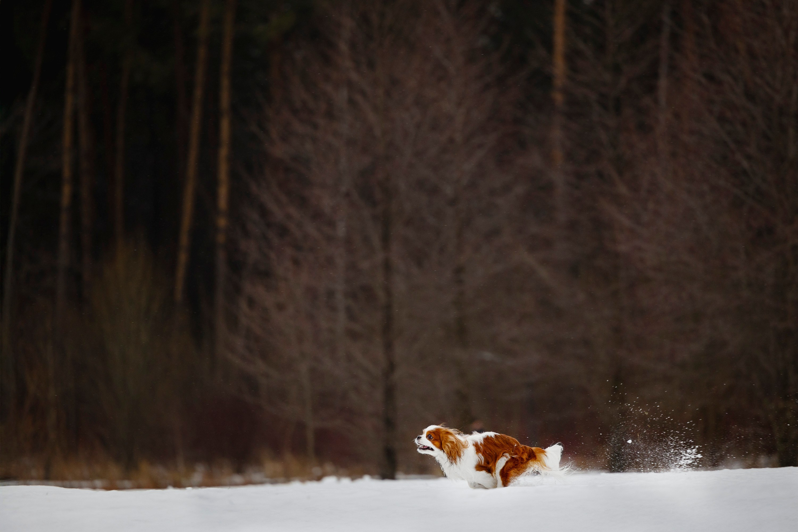 Кавалер Кинг Чарльз Спаниель и Людмила. Фотограф анималист, семейный фотограф, фотограф собак Комратова Мария. г. Москва