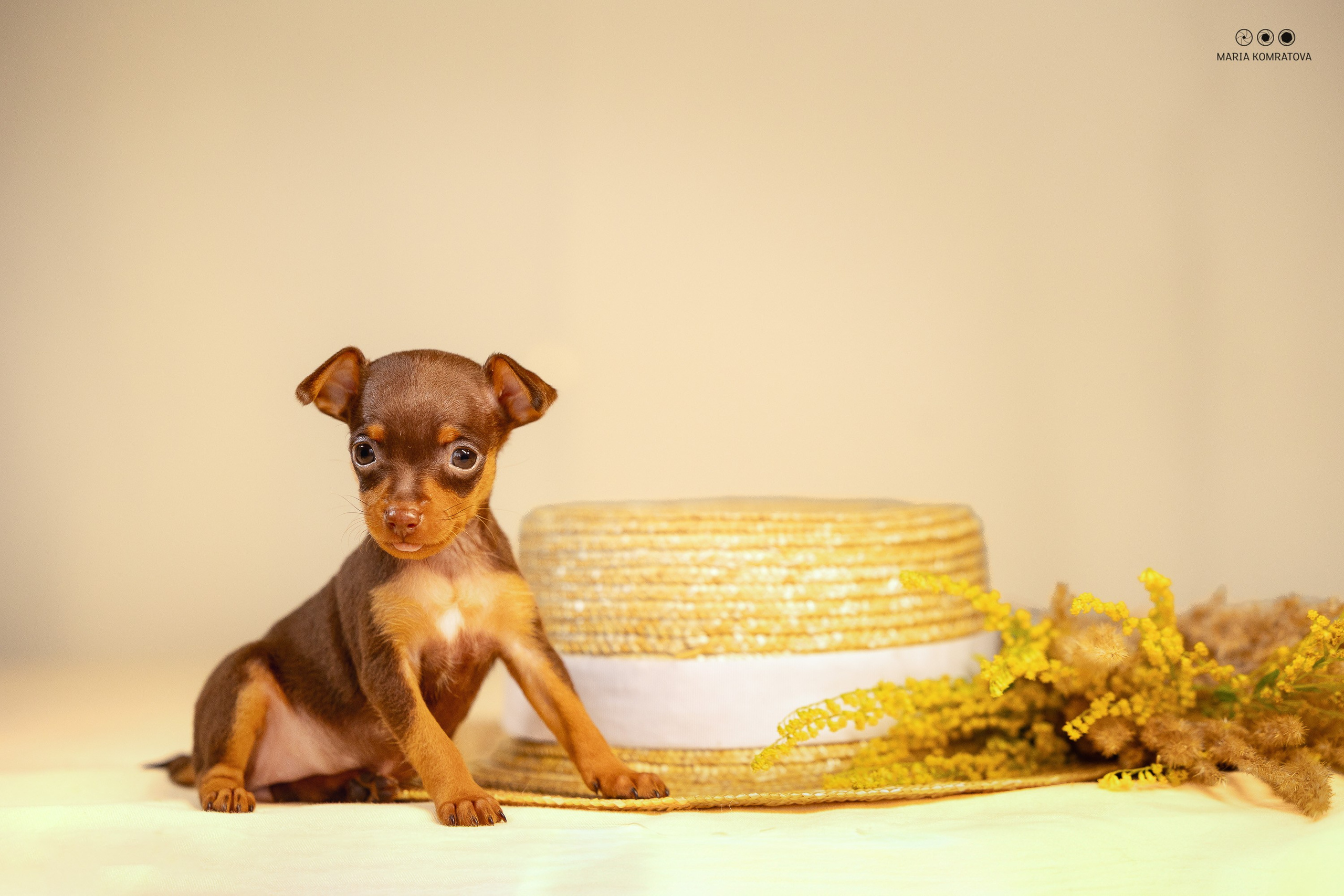 Пражские Крысарики. Фотограф анималист, семейный фотограф, фотограф собак Комратова Мария. г. Москва