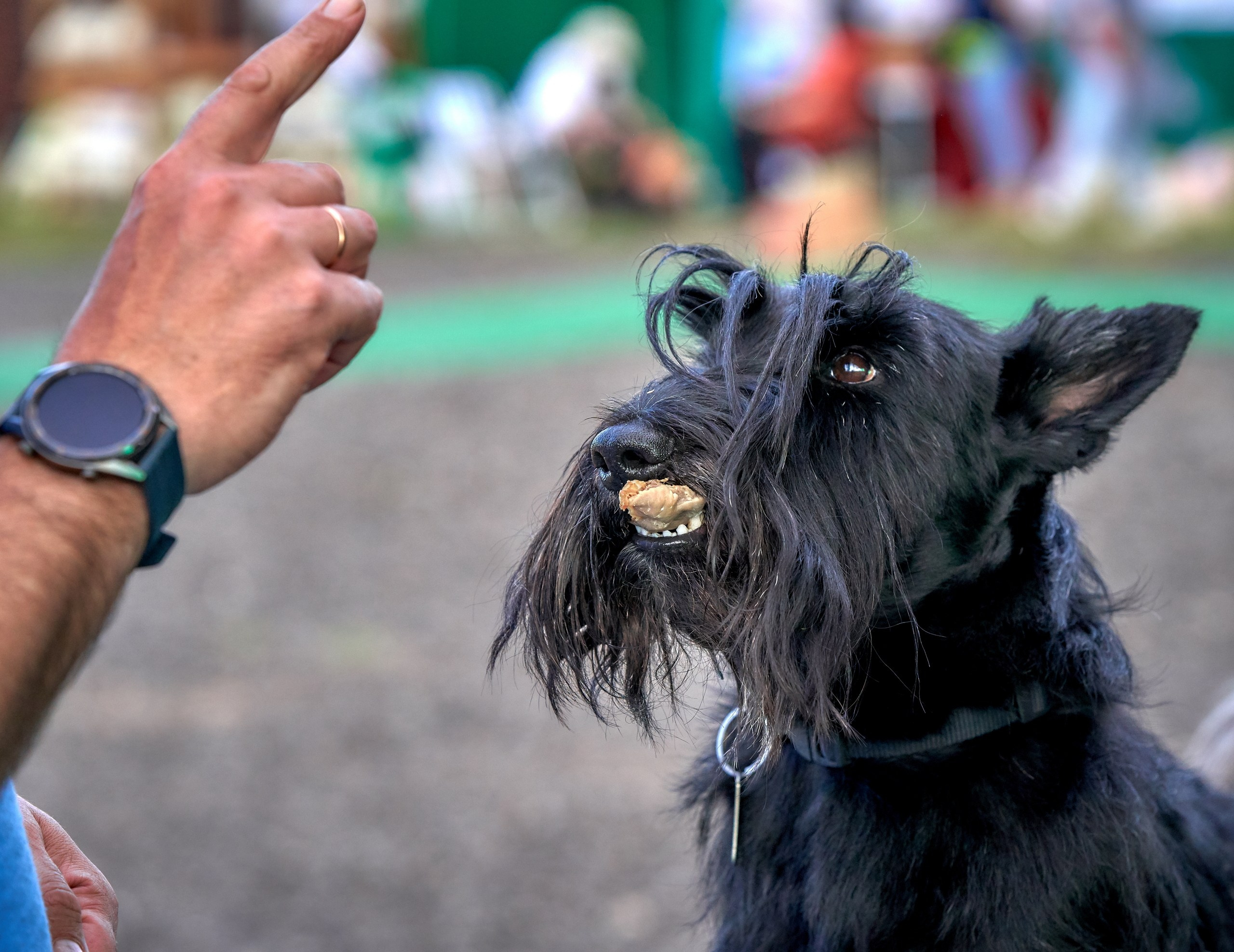 Мероприятия с собаками — галерея NATRIEL