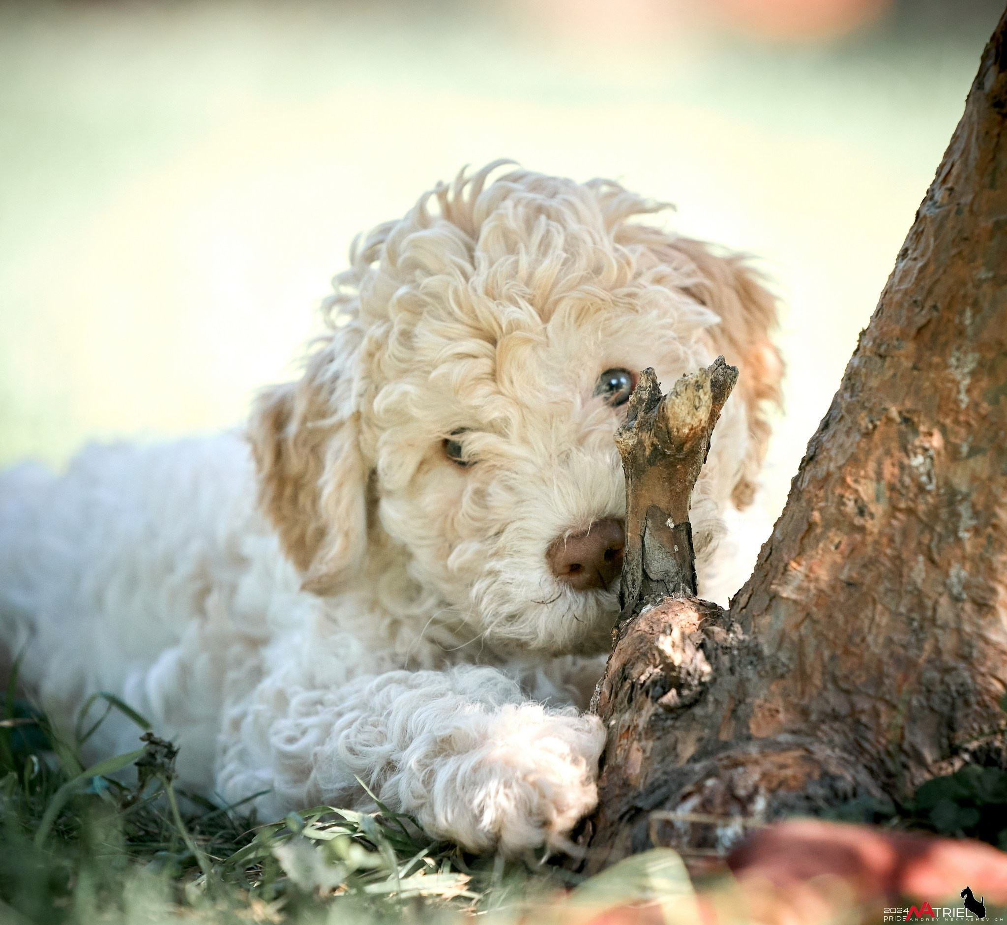 Съемка щенков лаготто на природе