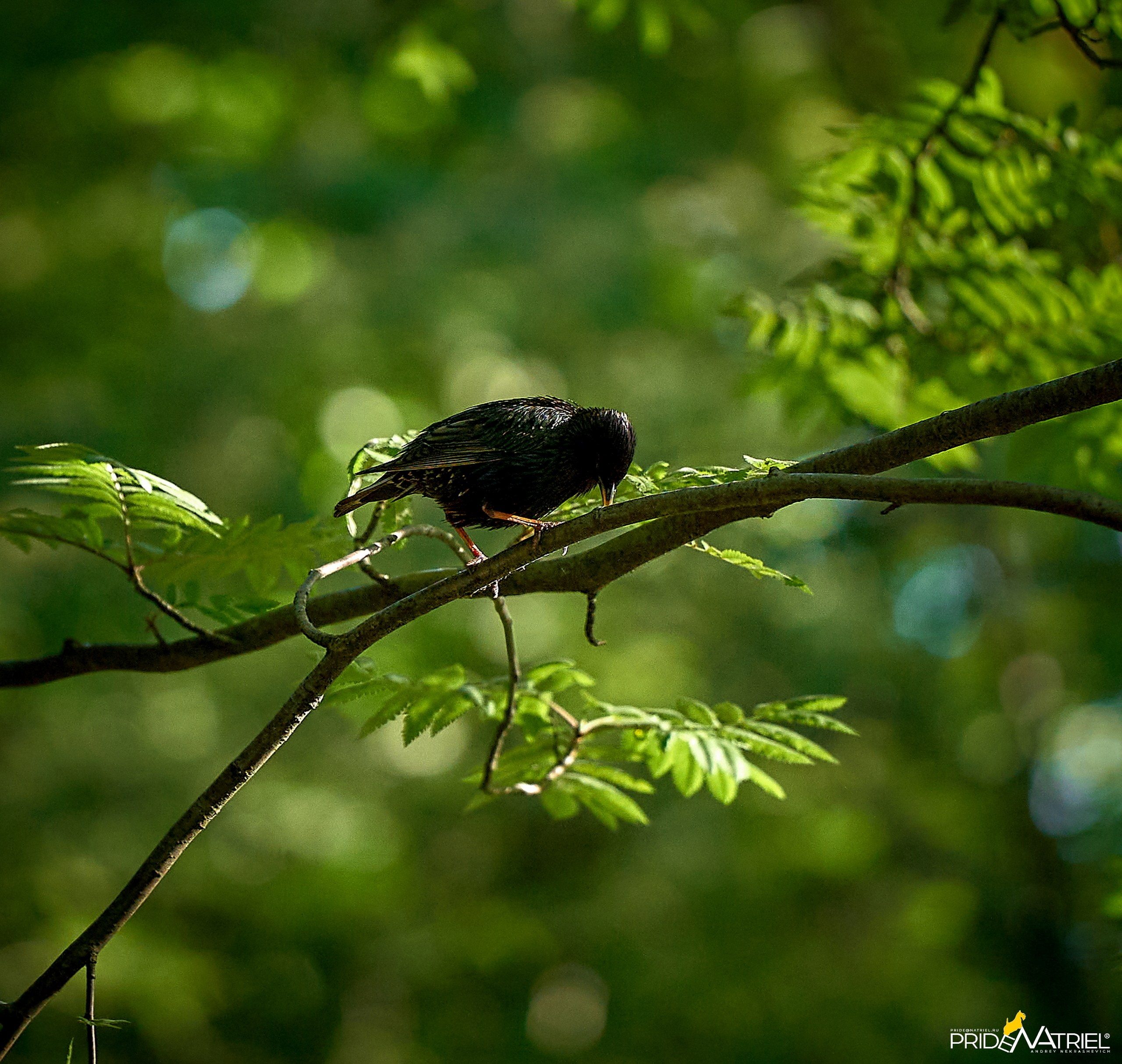 Фото птиц — галерея NATRIEL